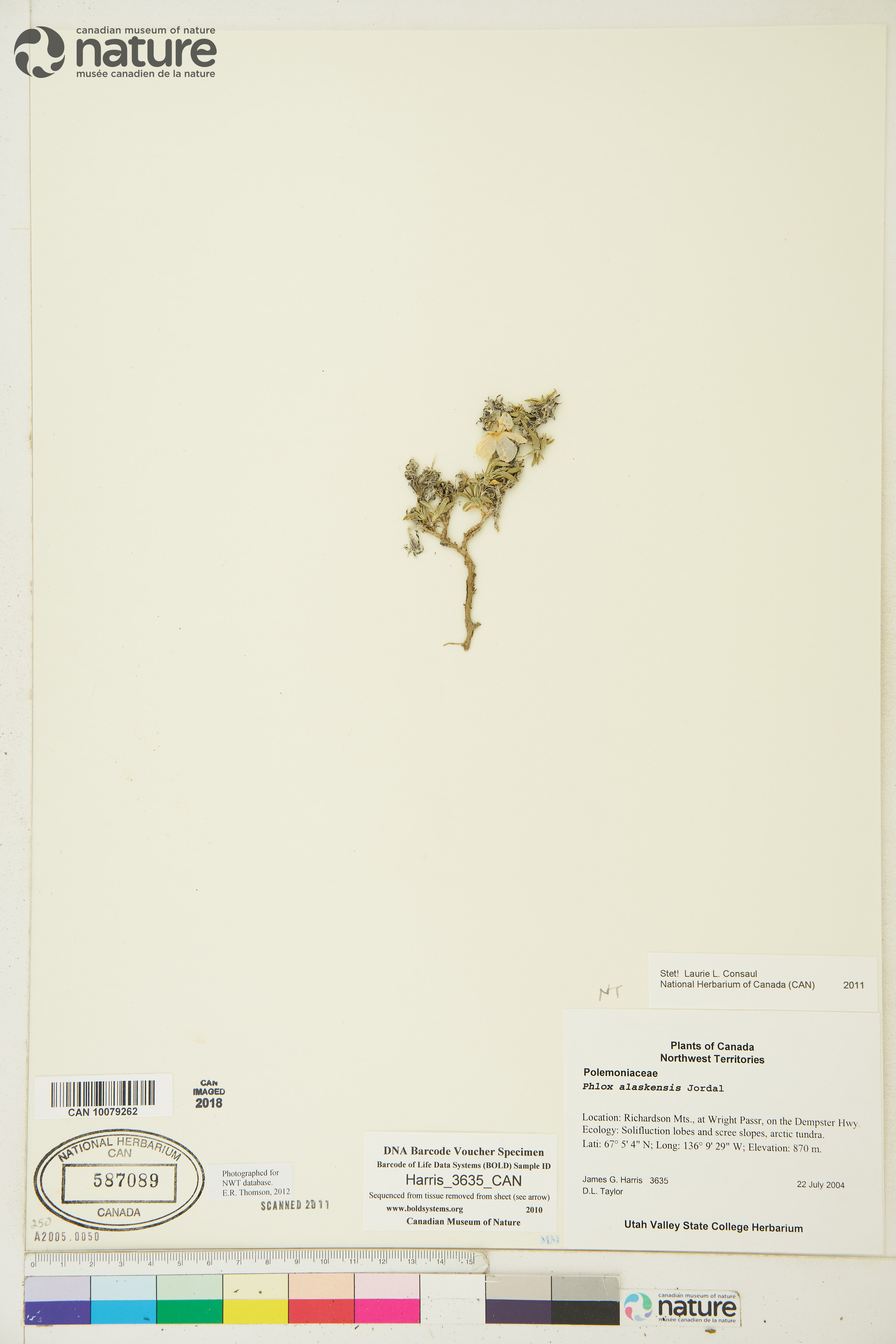 Phlox alaskensis image