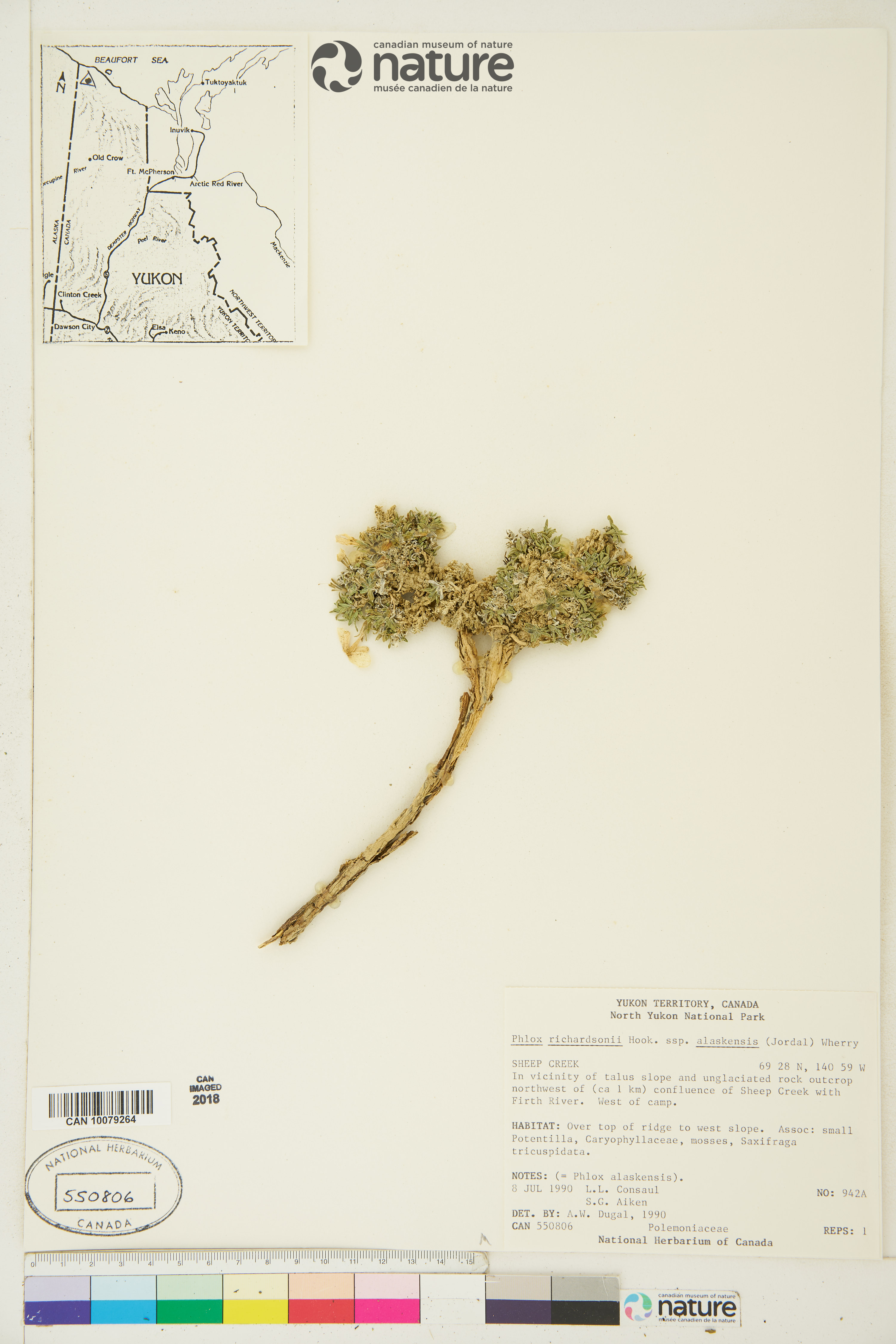 Phlox alaskensis image