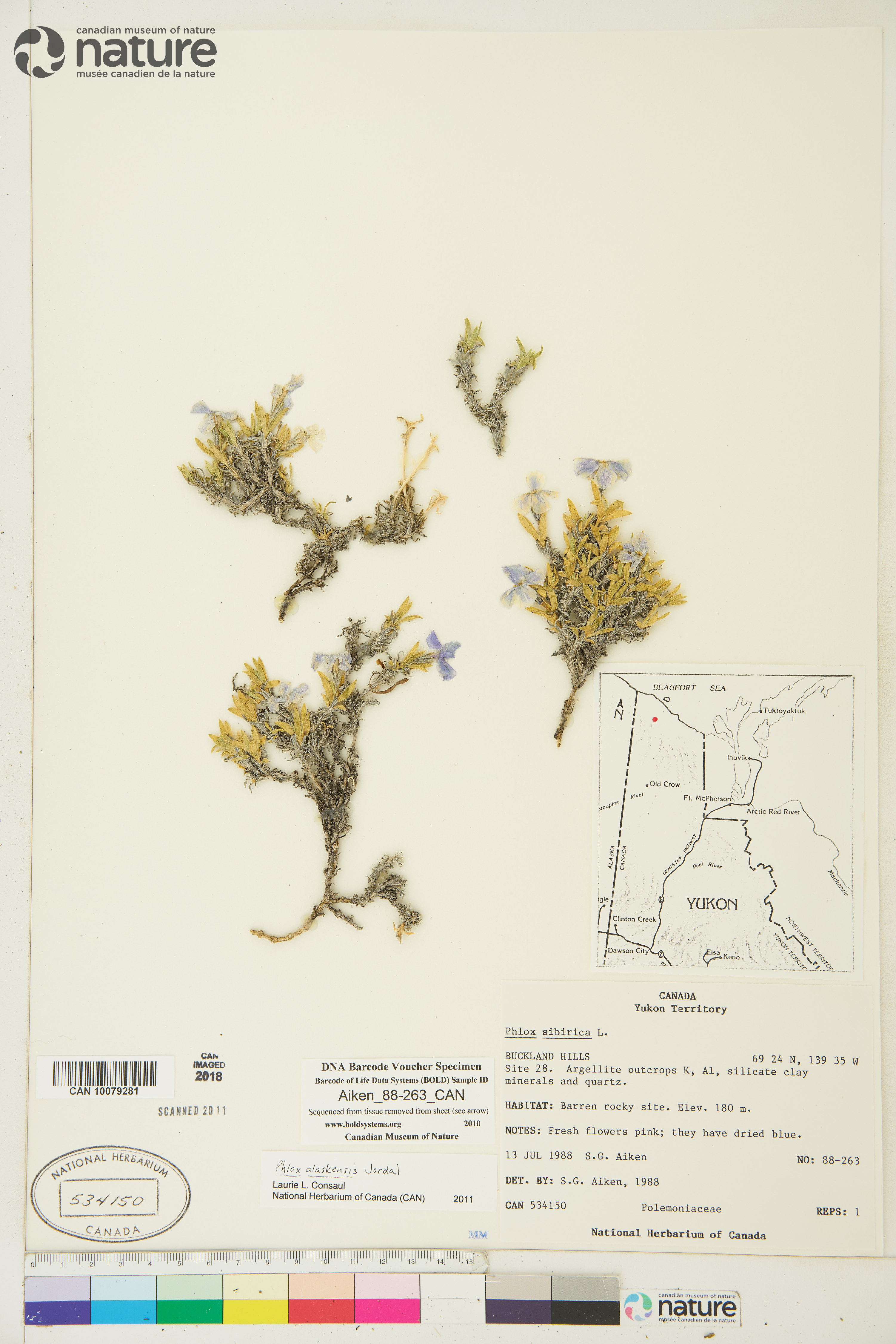Phlox alaskensis image