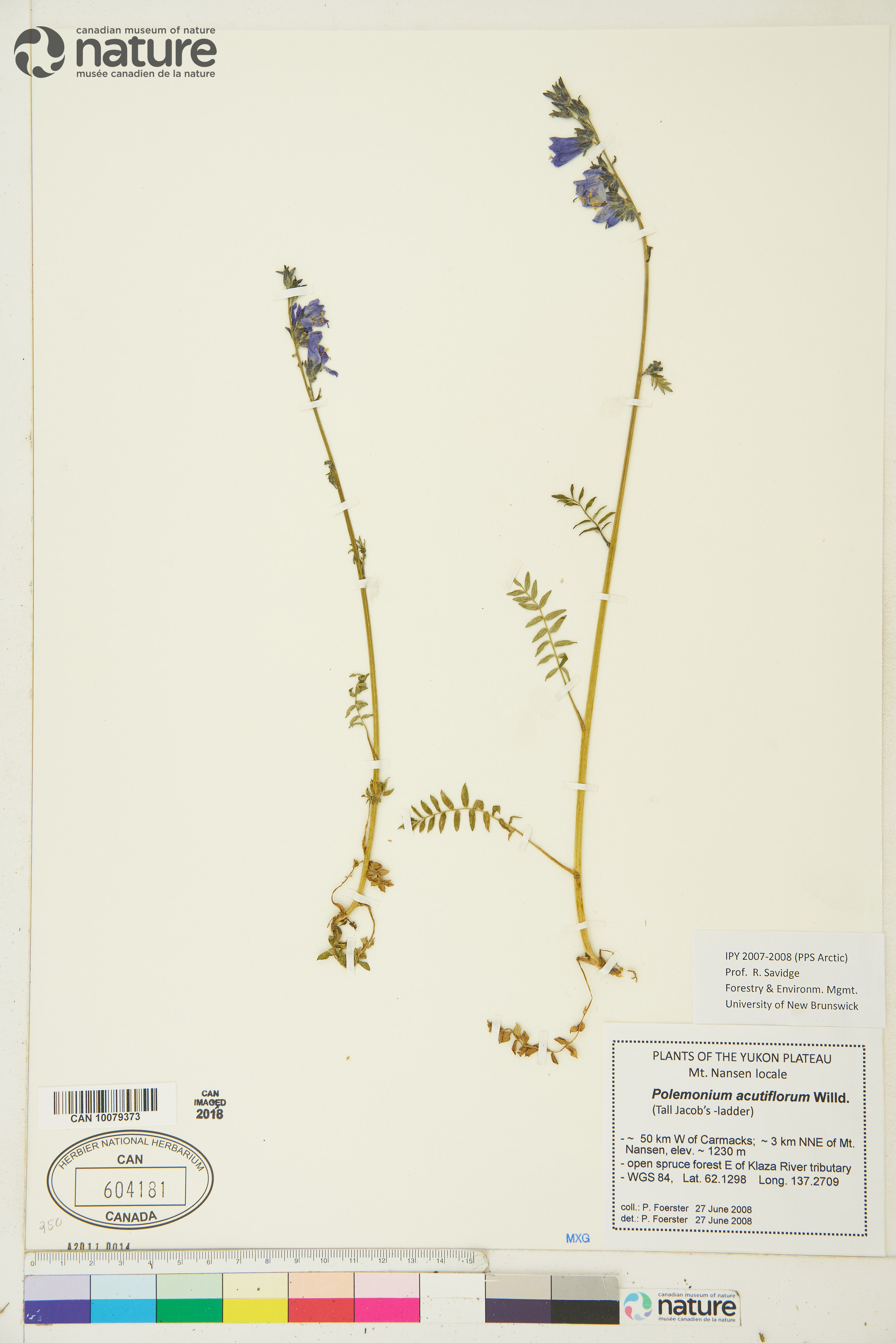 Polemonium acutiflorum image