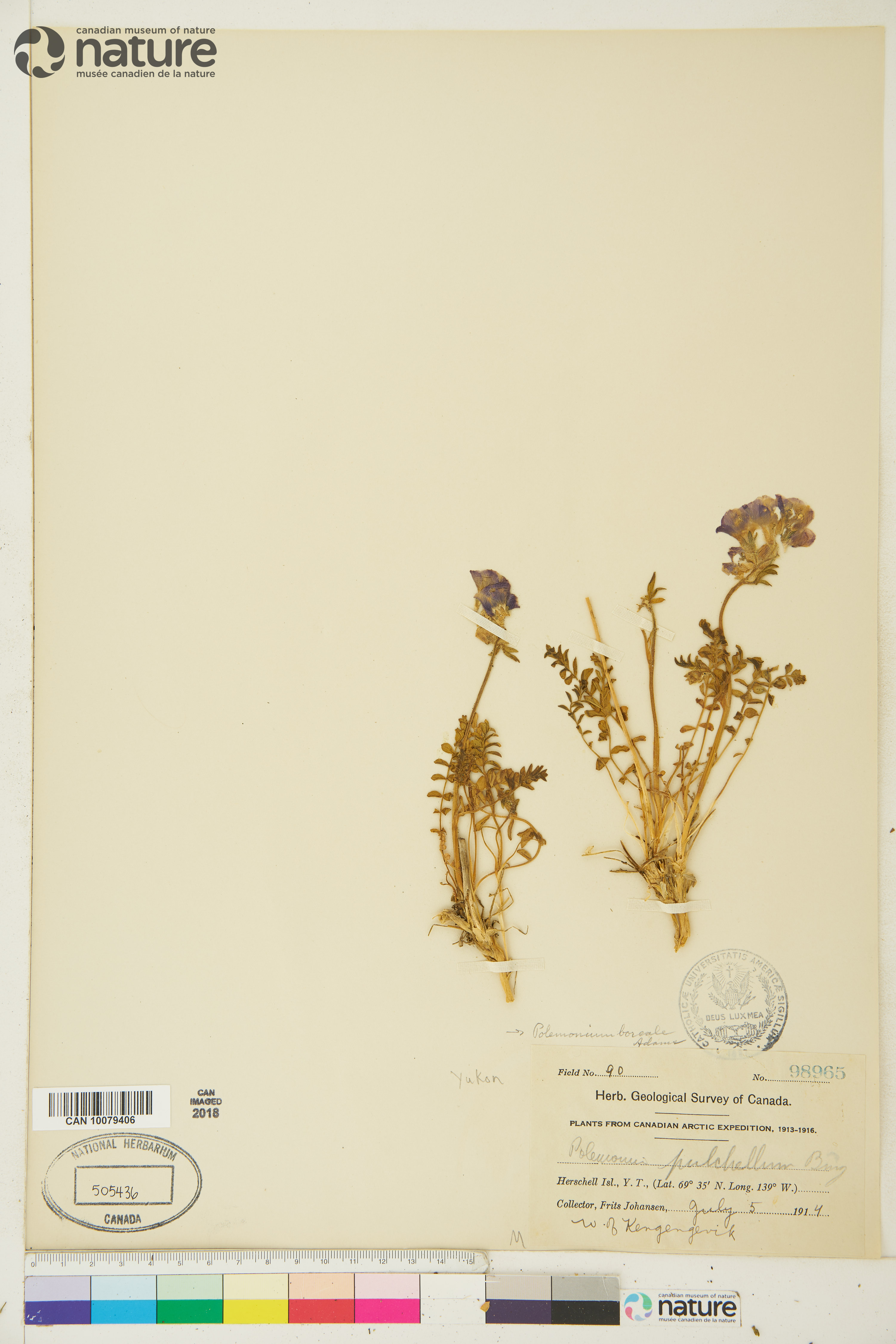 Polemonium boreale subsp. boreale image