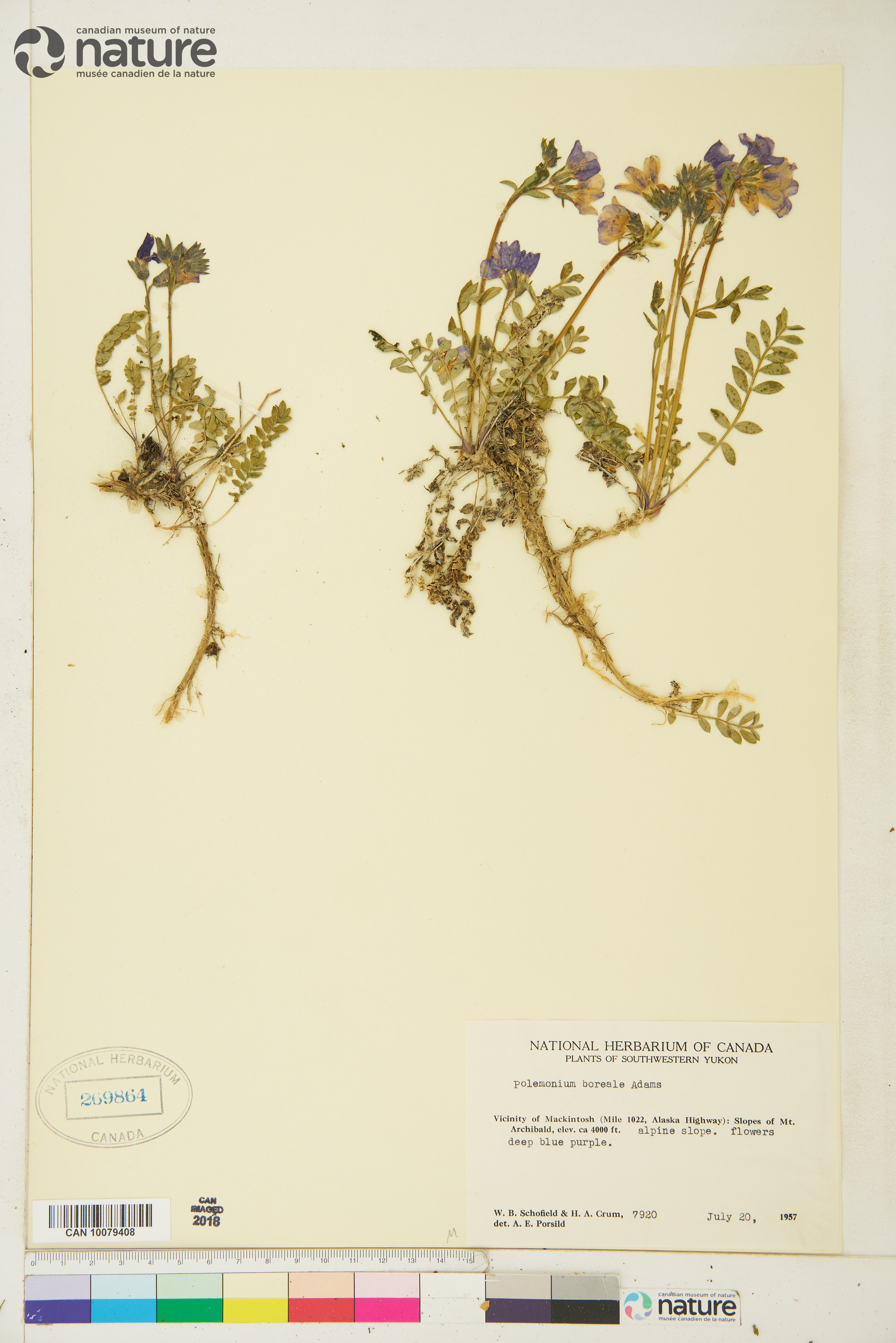 Polemonium boreale subsp. boreale image