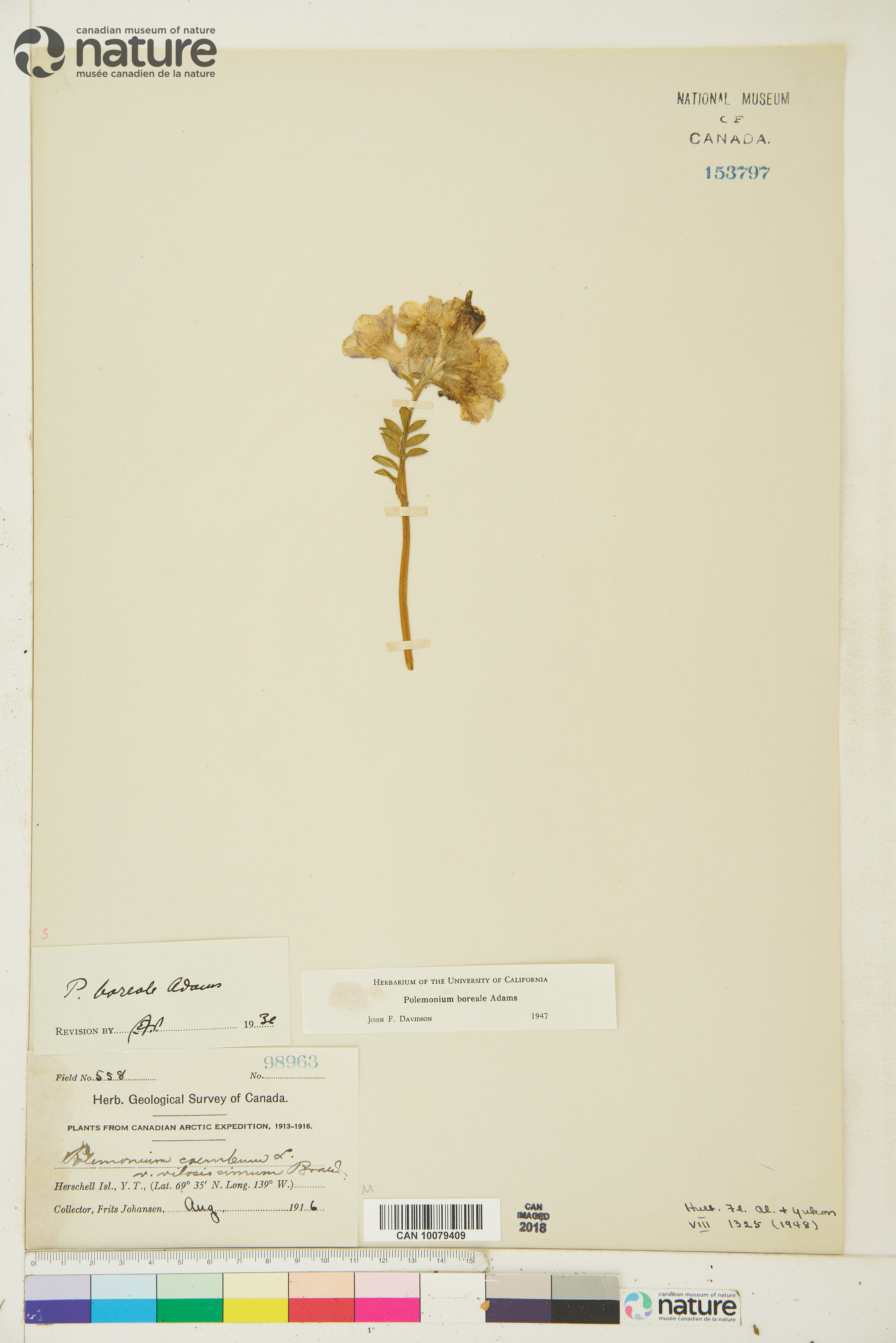 Polemonium boreale subsp. boreale image