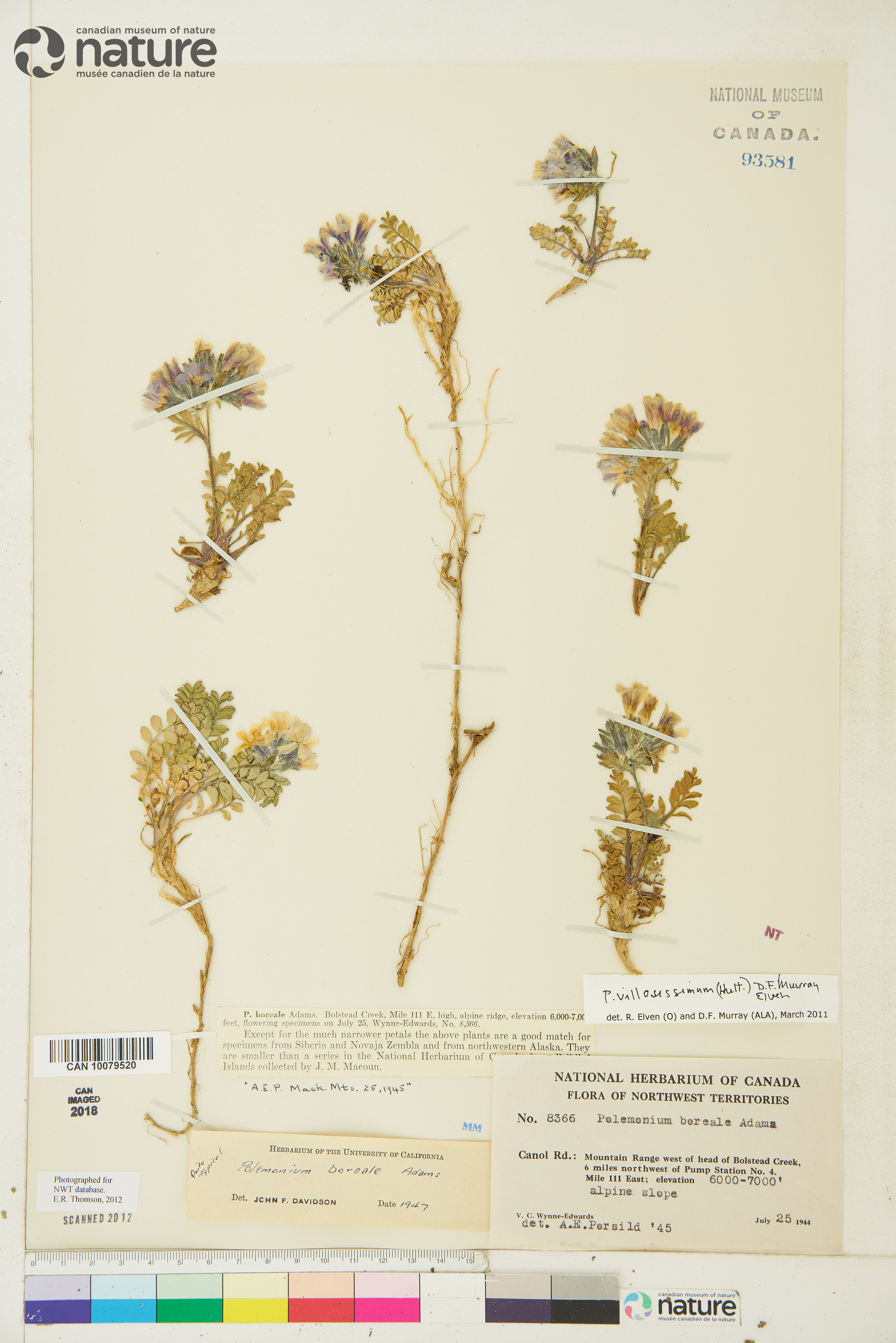Polemonium villosissimum image