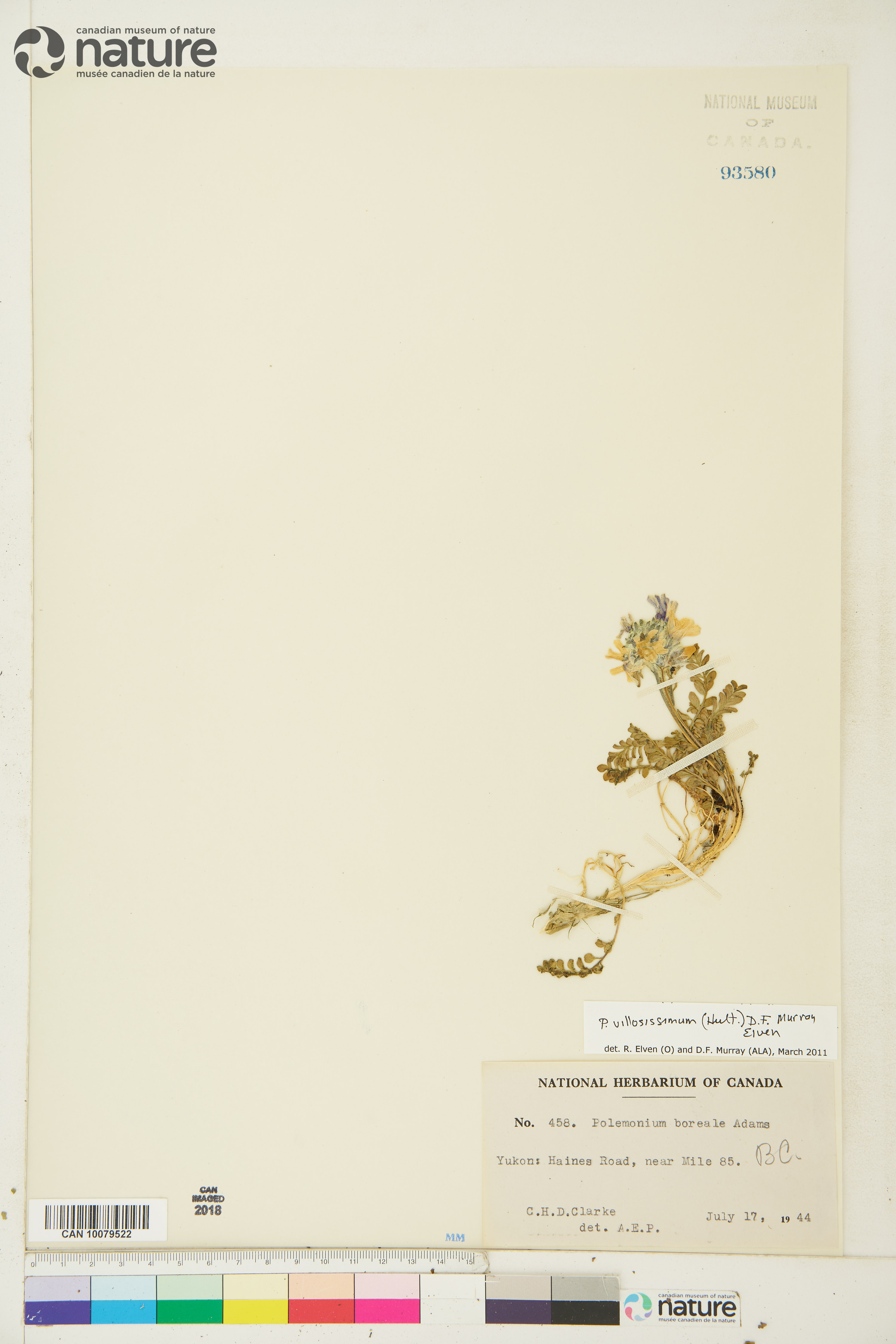 Polemonium villosissimum image