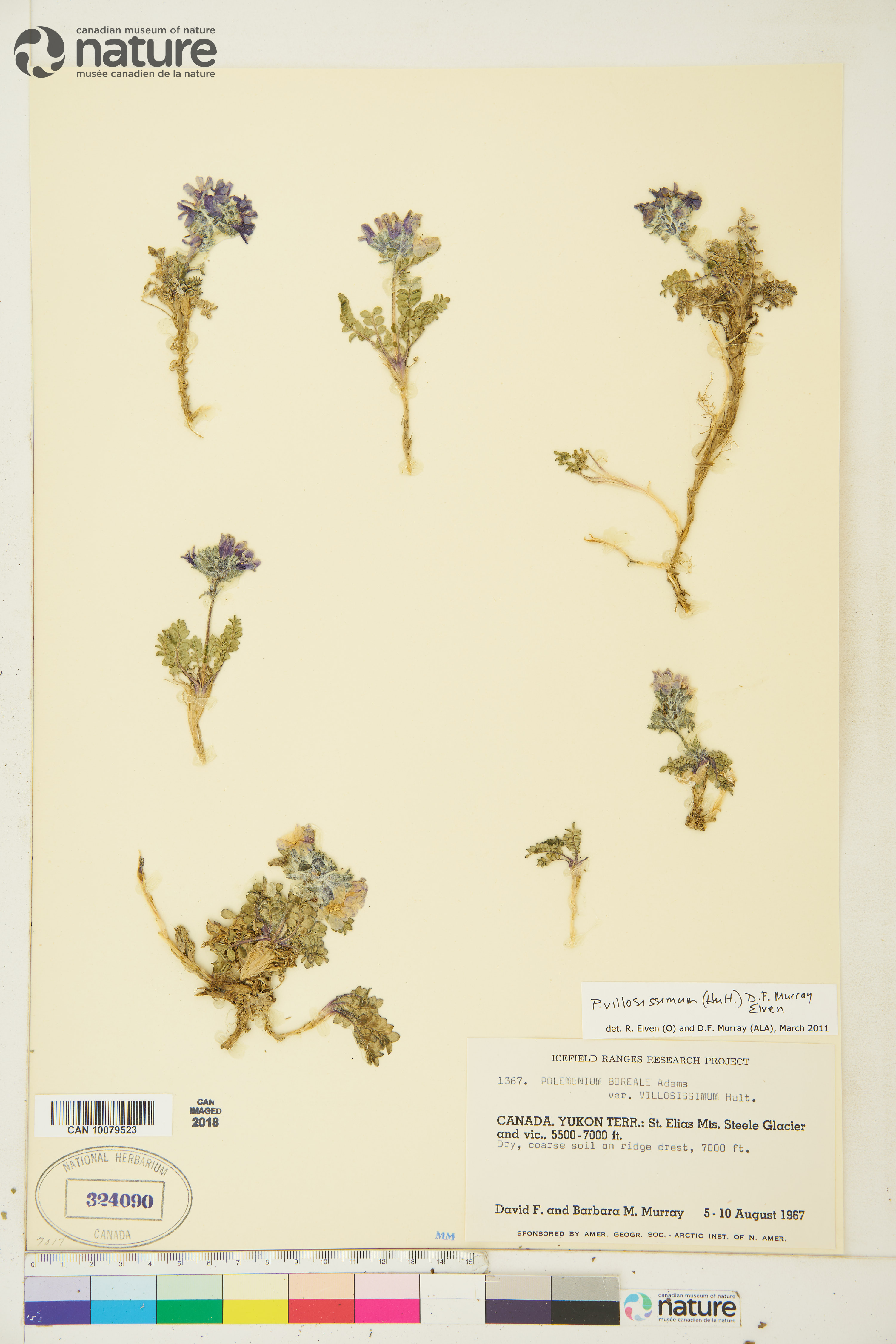 Polemonium villosissimum image