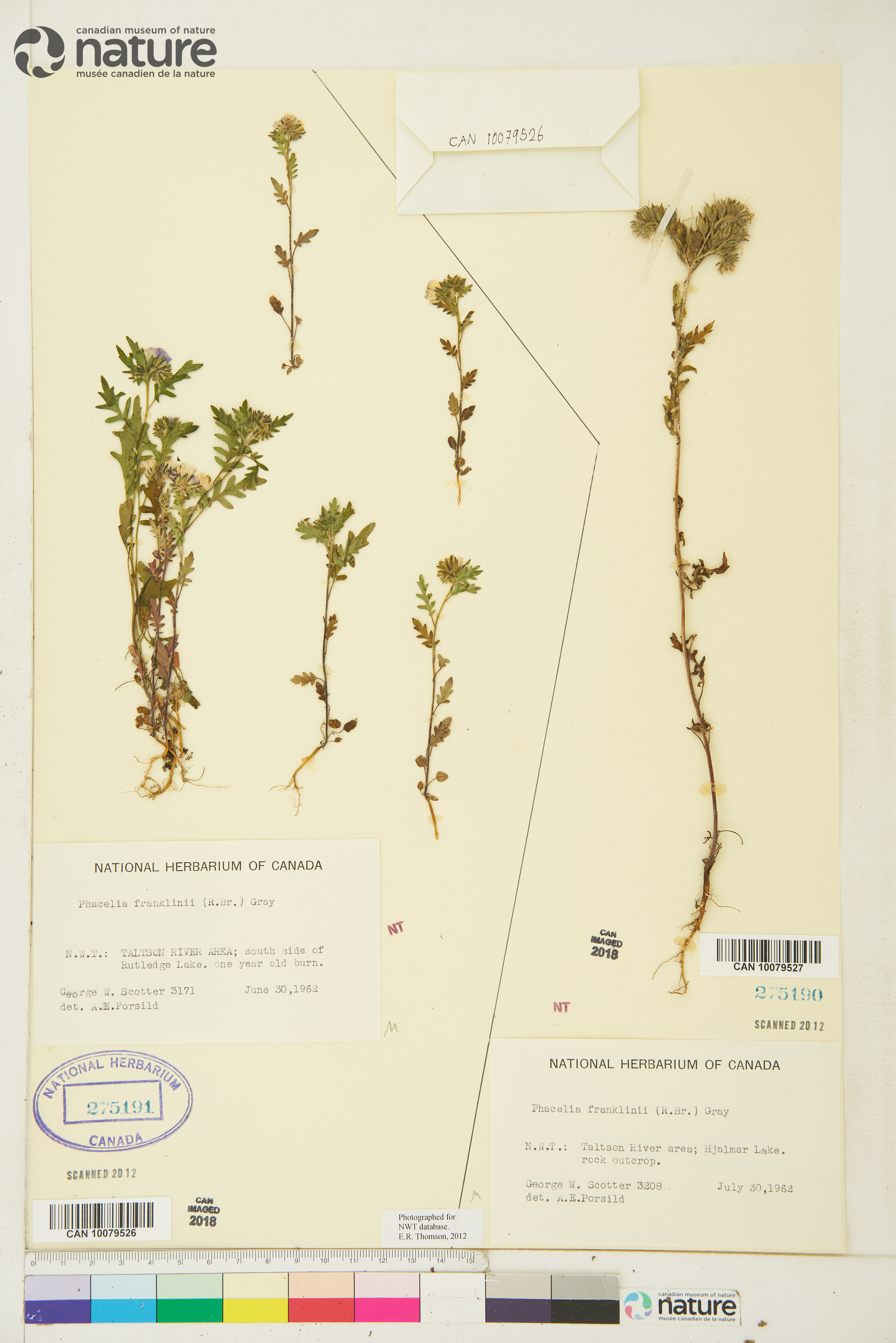 Phacelia franklinii image