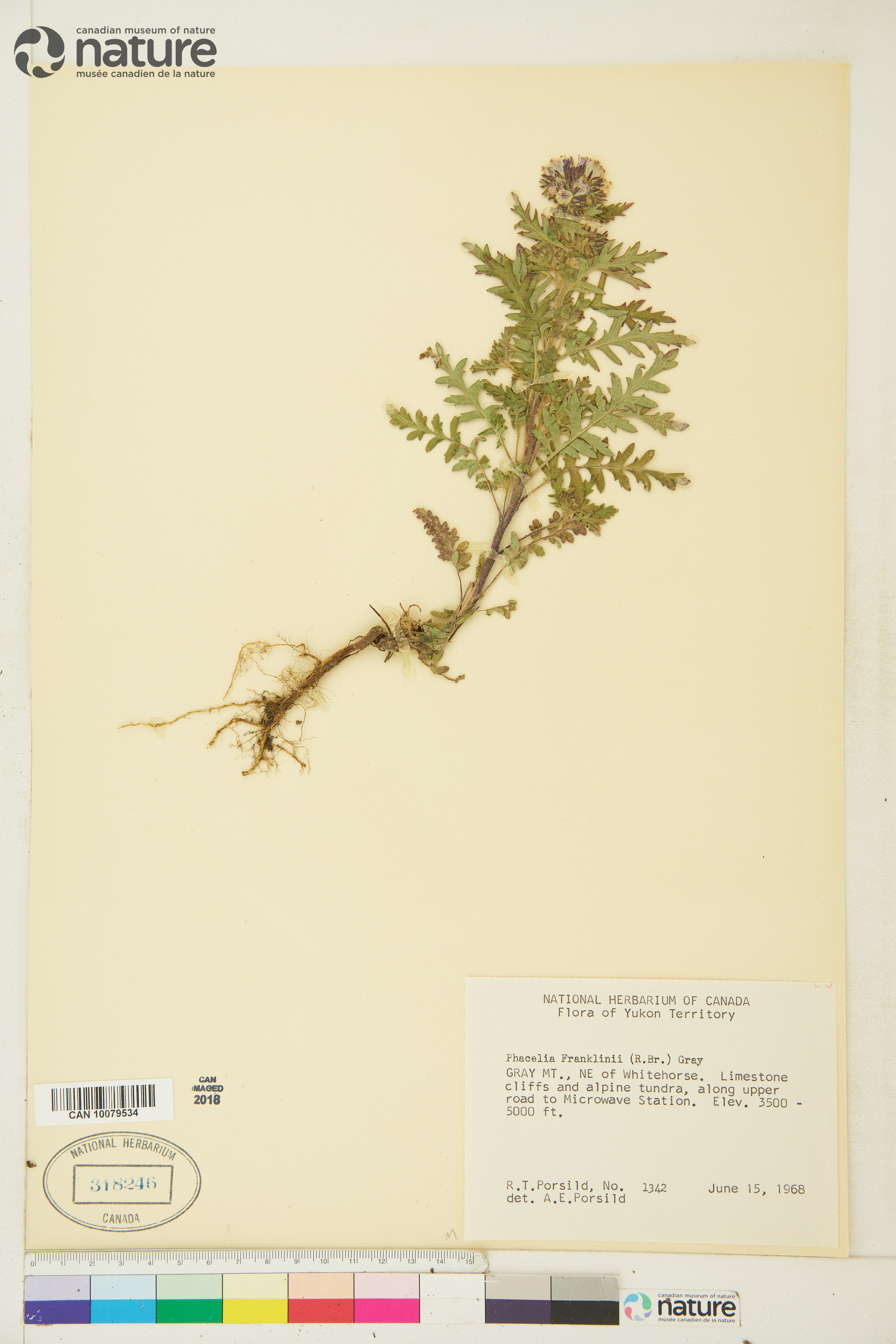 Phacelia franklinii image