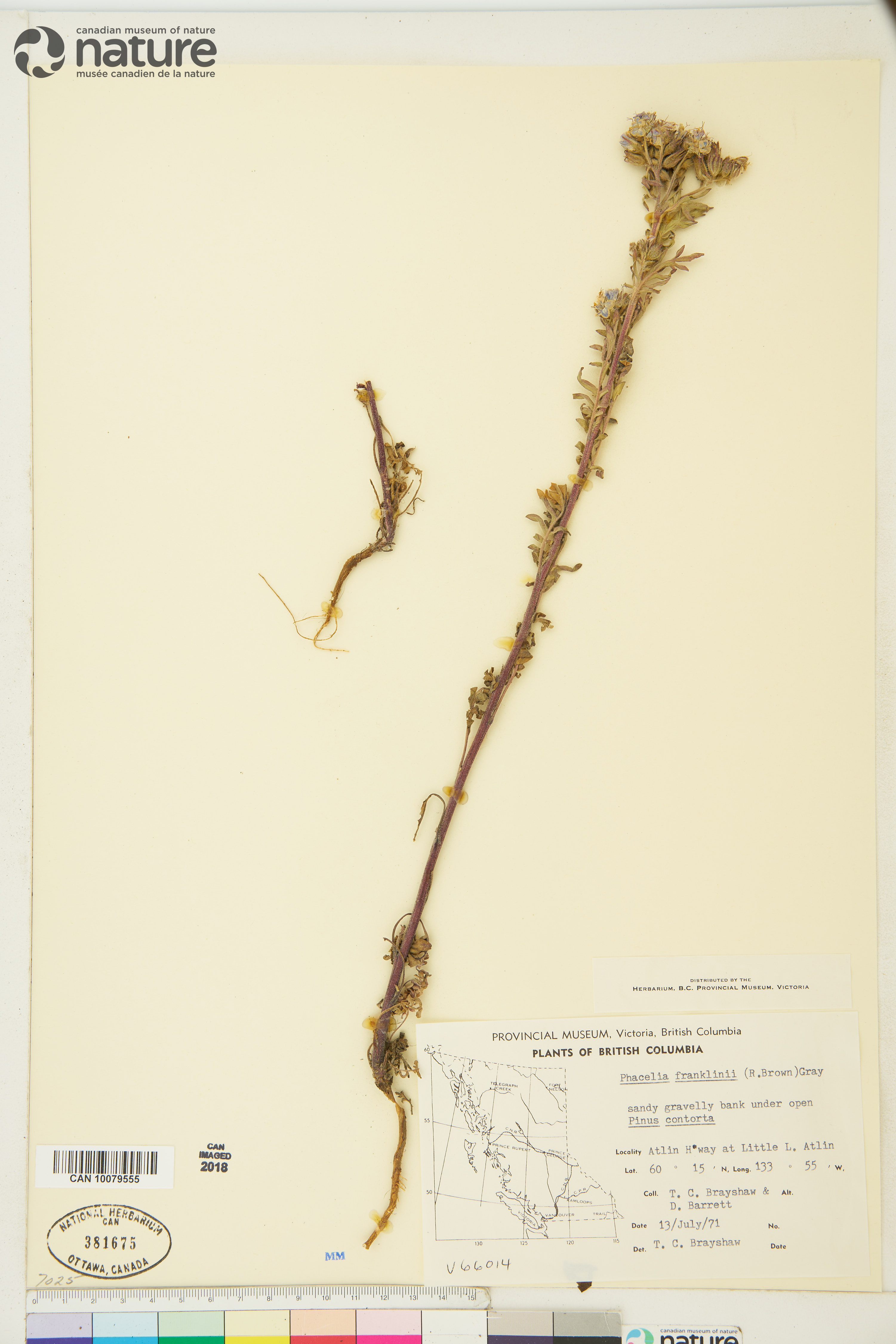 Phacelia franklinii image