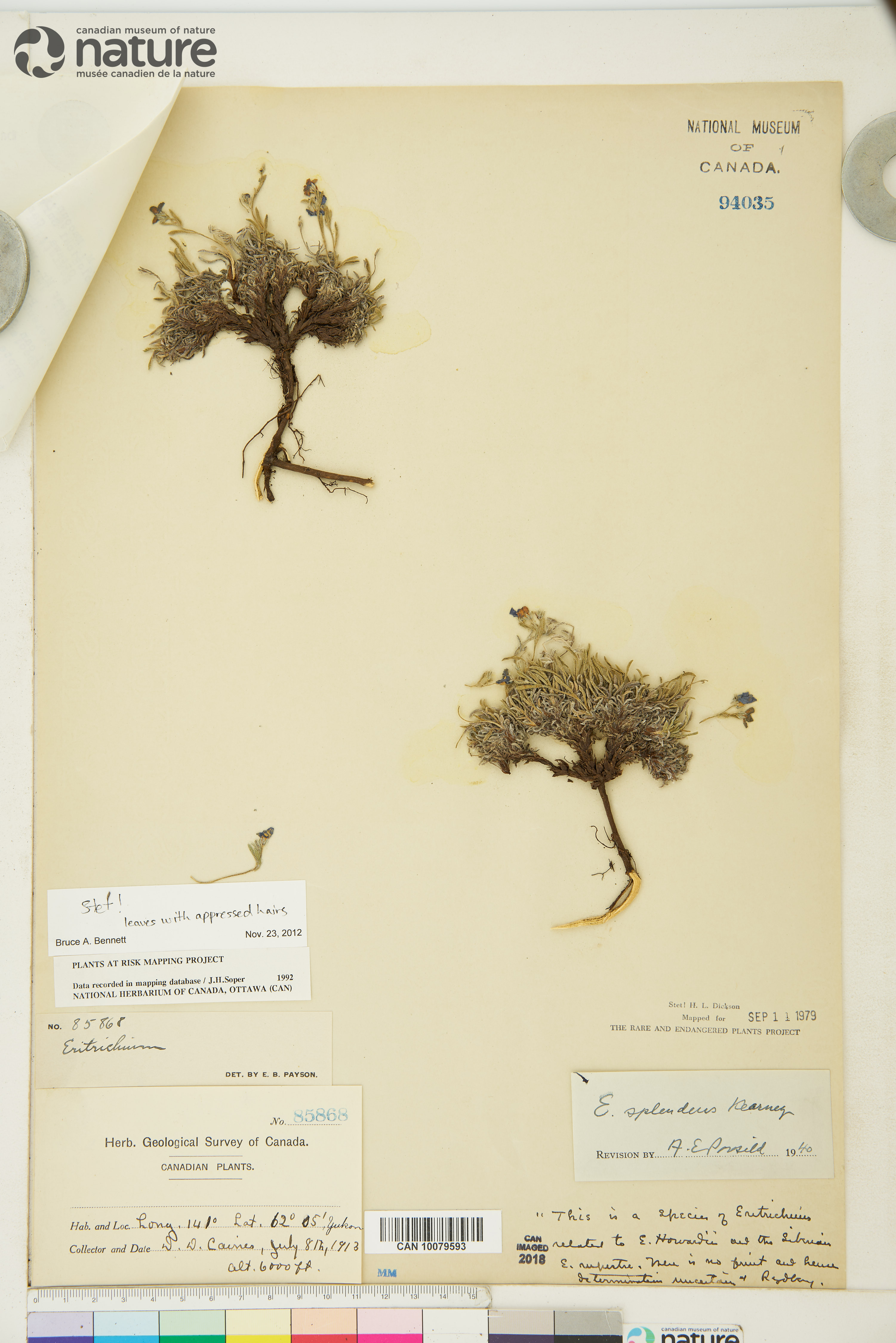 Eritrichium splendens image