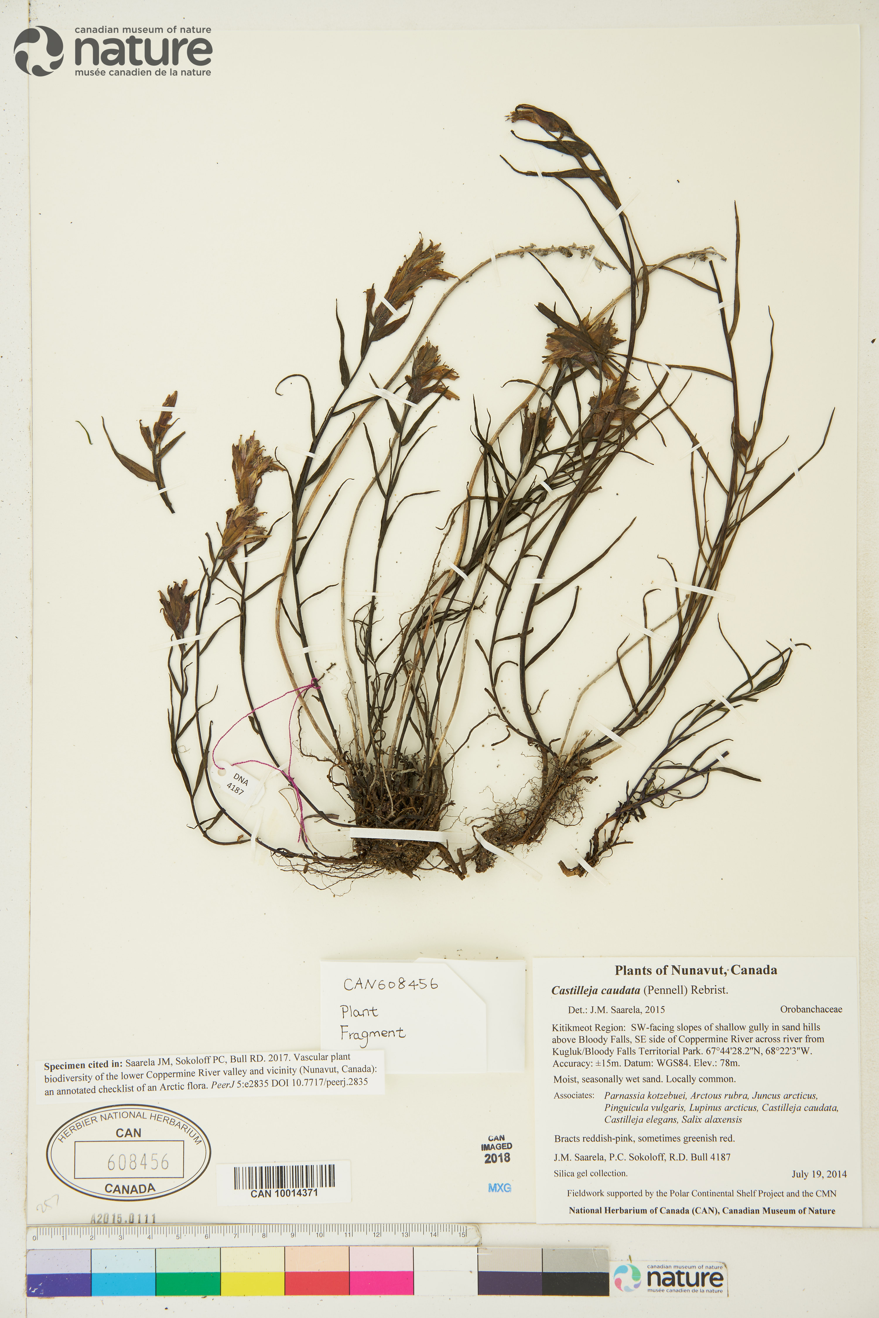 Castilleja caudata image