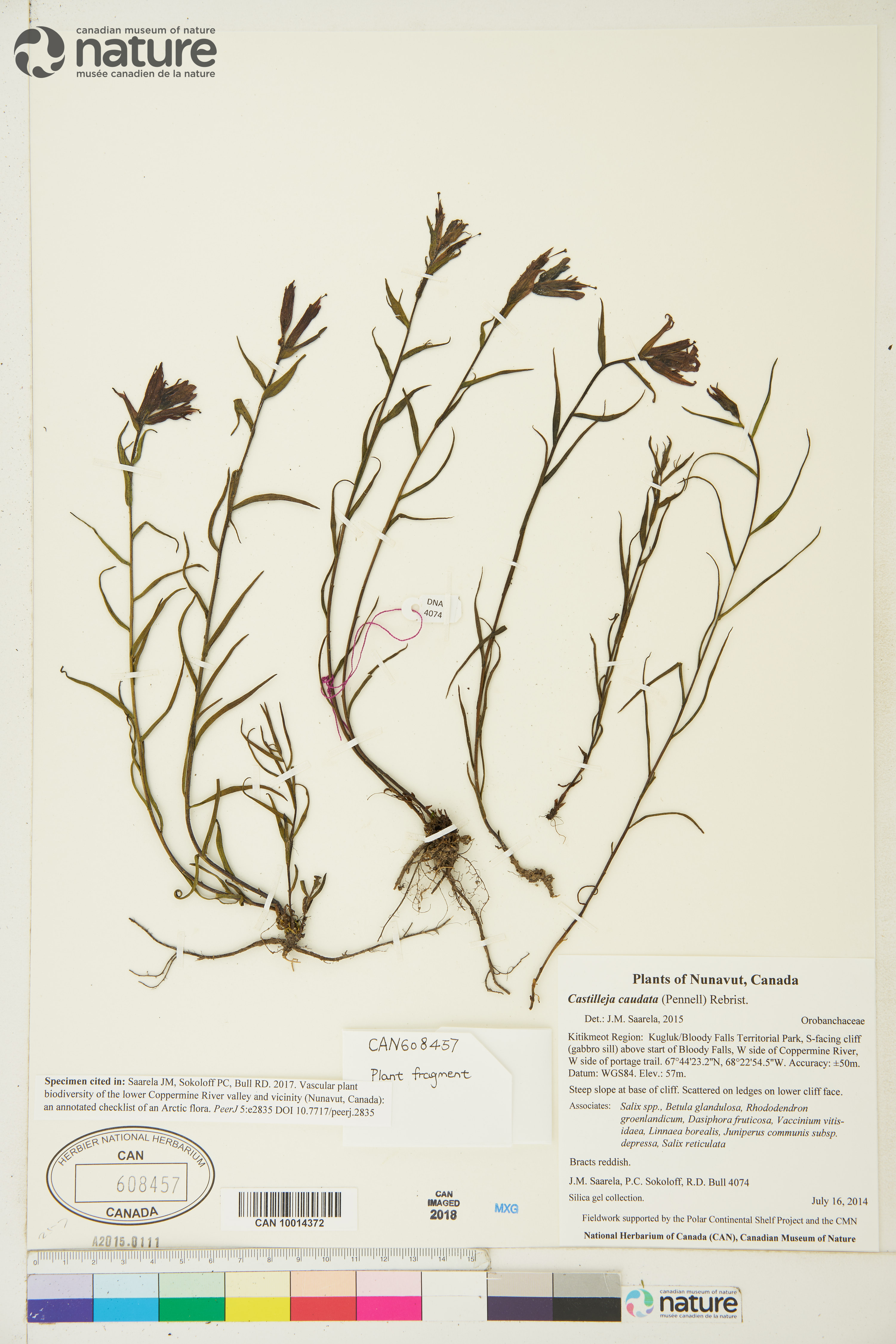 Castilleja caudata image
