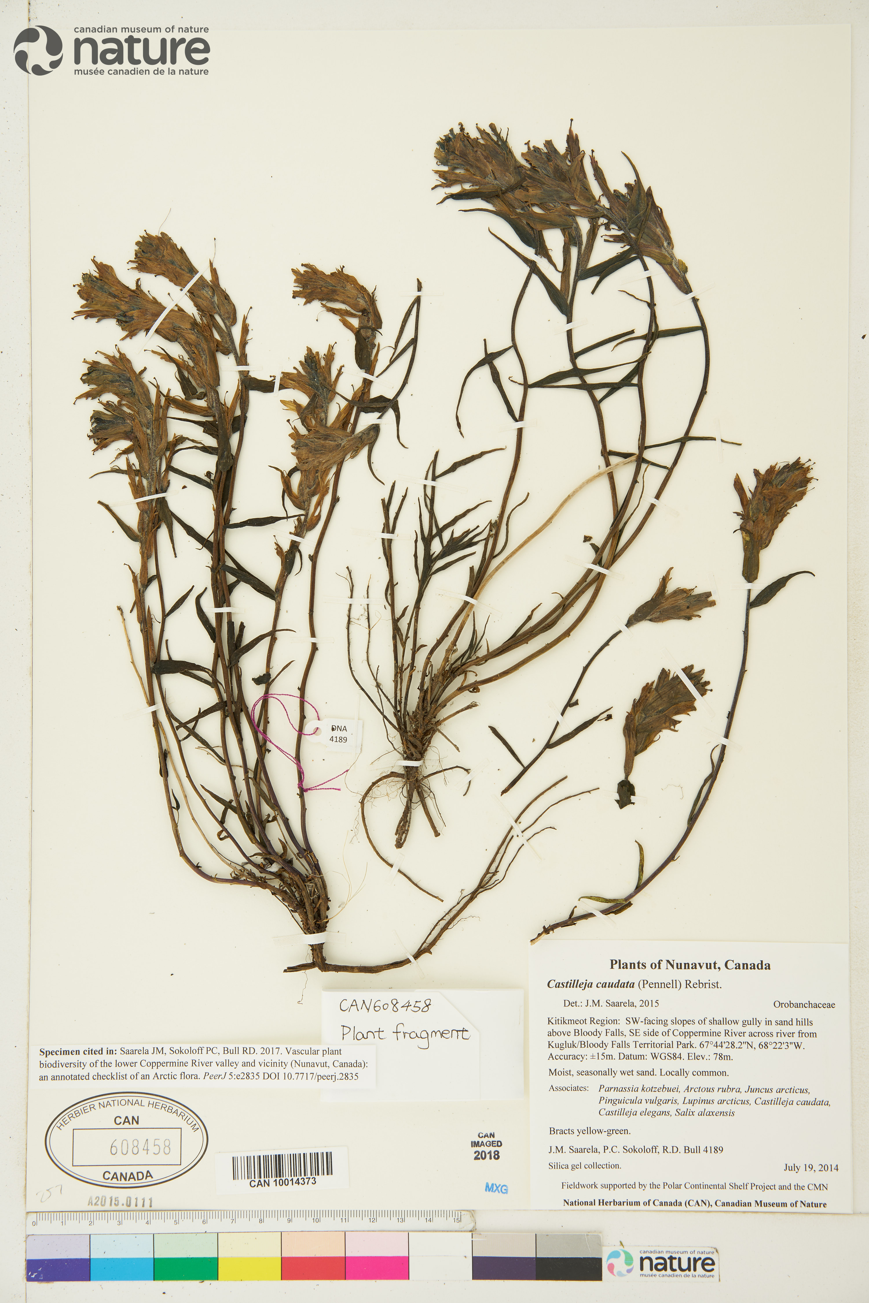Castilleja caudata image