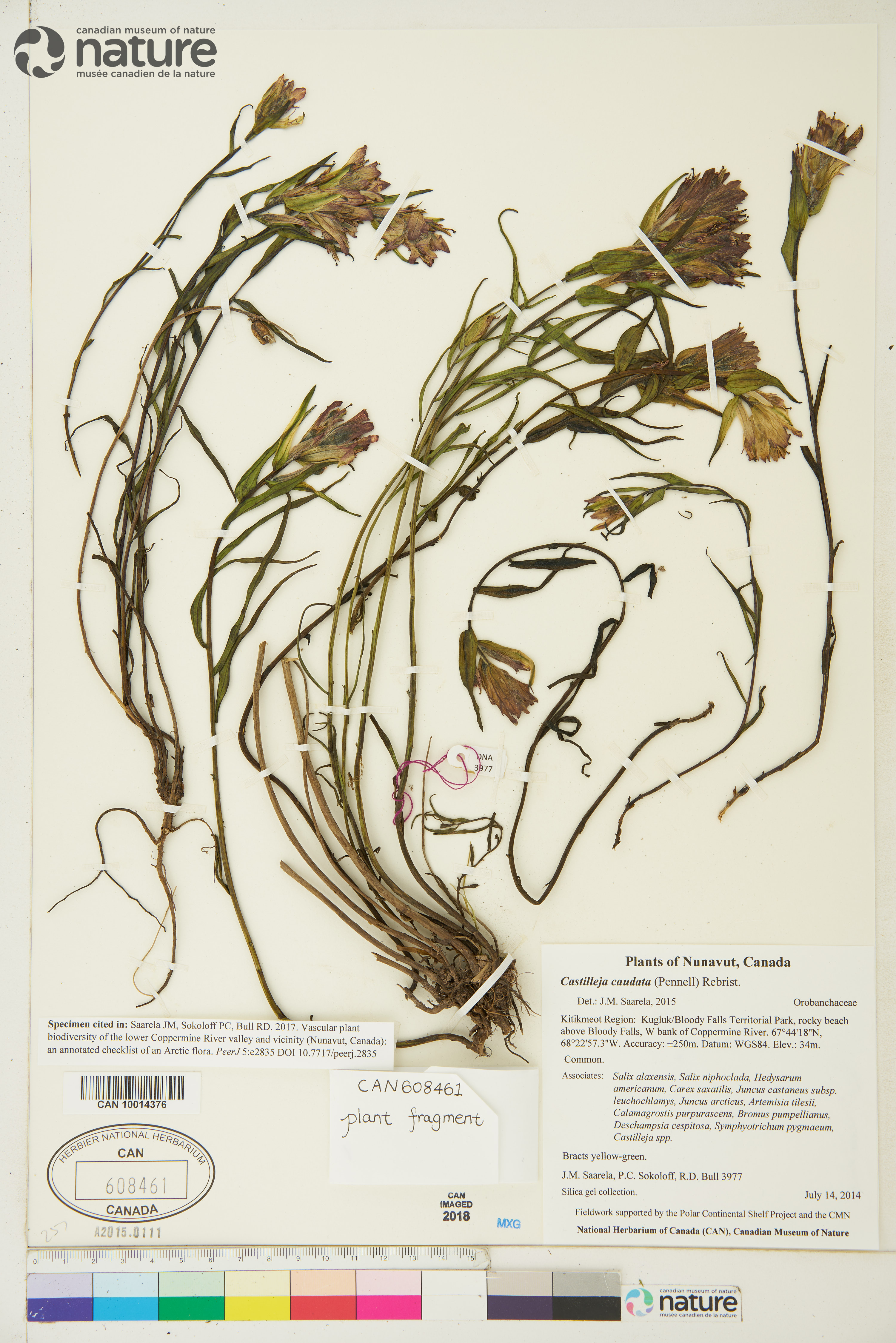 Castilleja caudata image