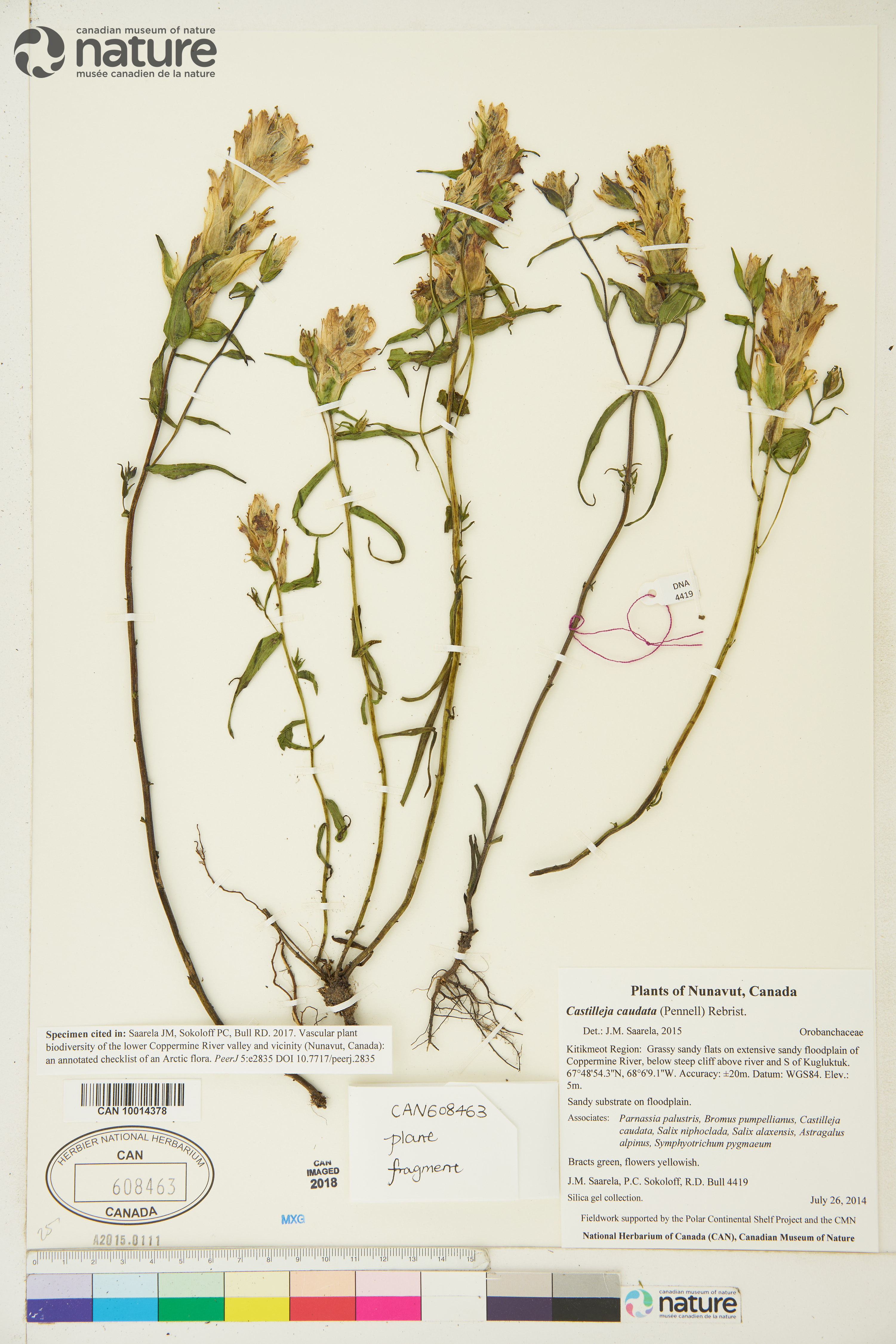 Castilleja caudata image