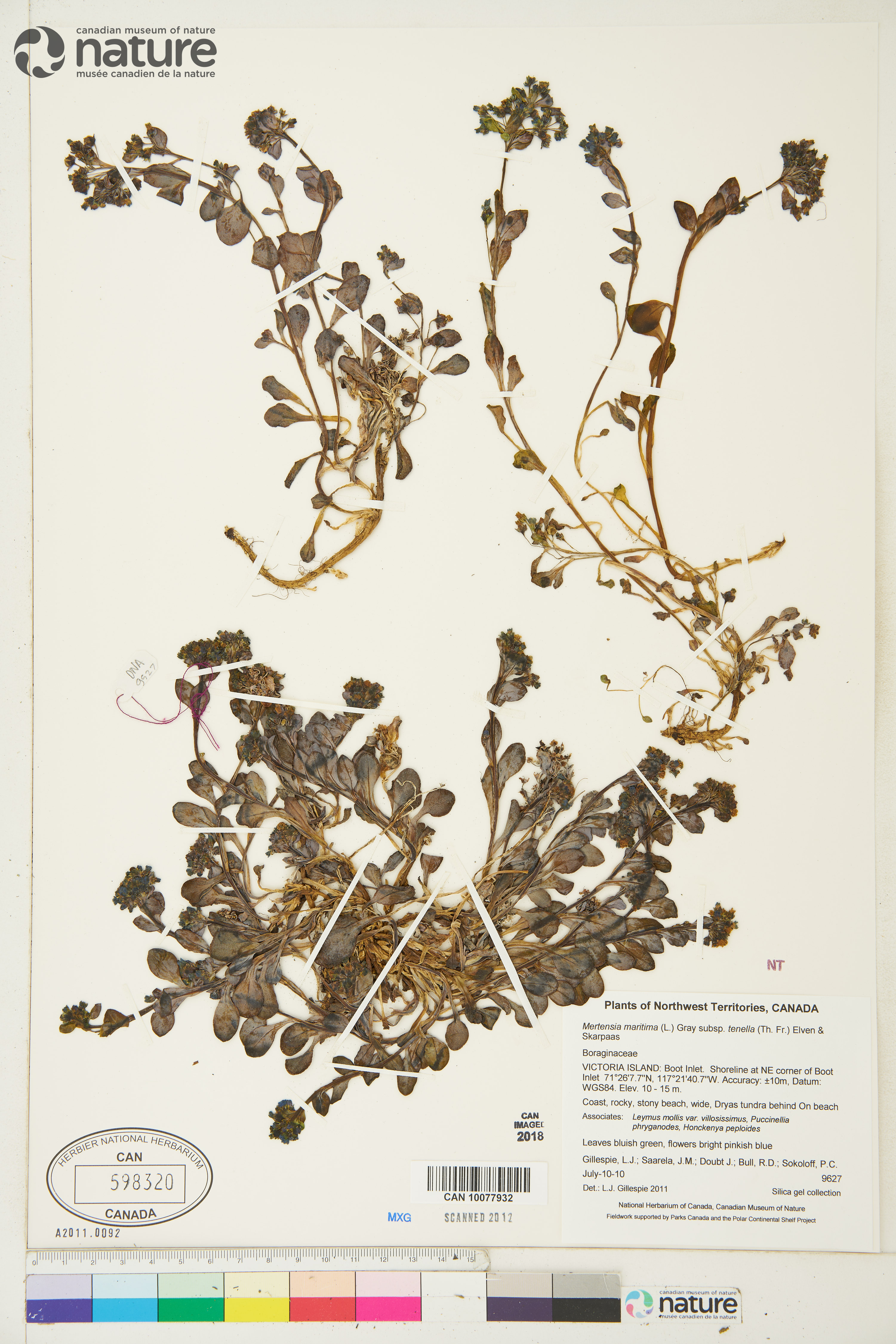Mertensia maritima subsp. tenella image