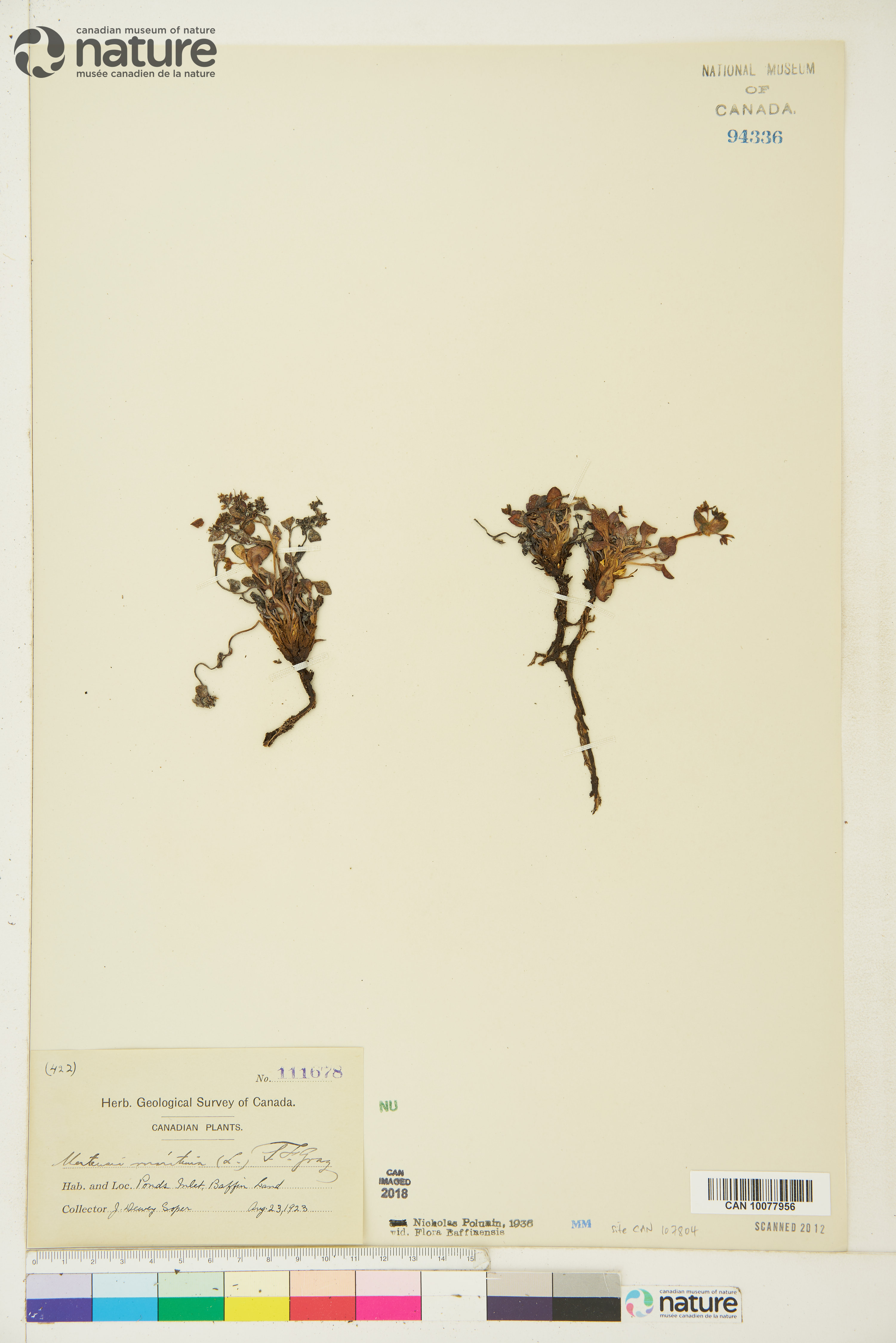 Mertensia maritima image