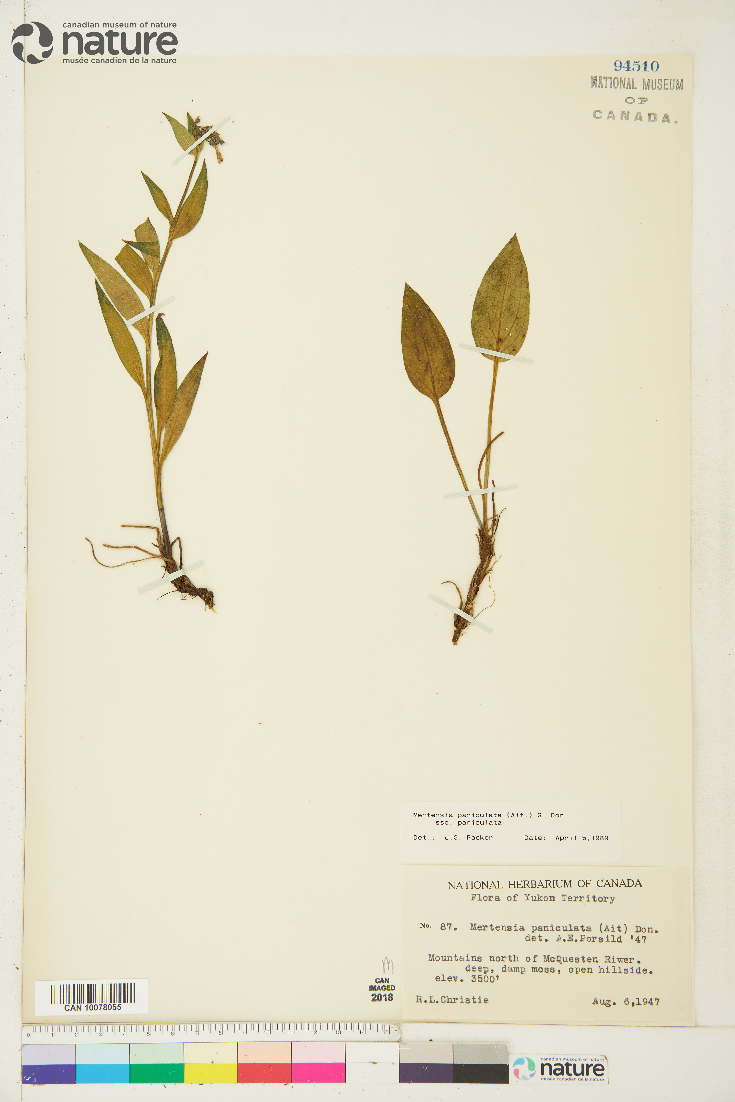 Mertensia paniculata var. paniculata image