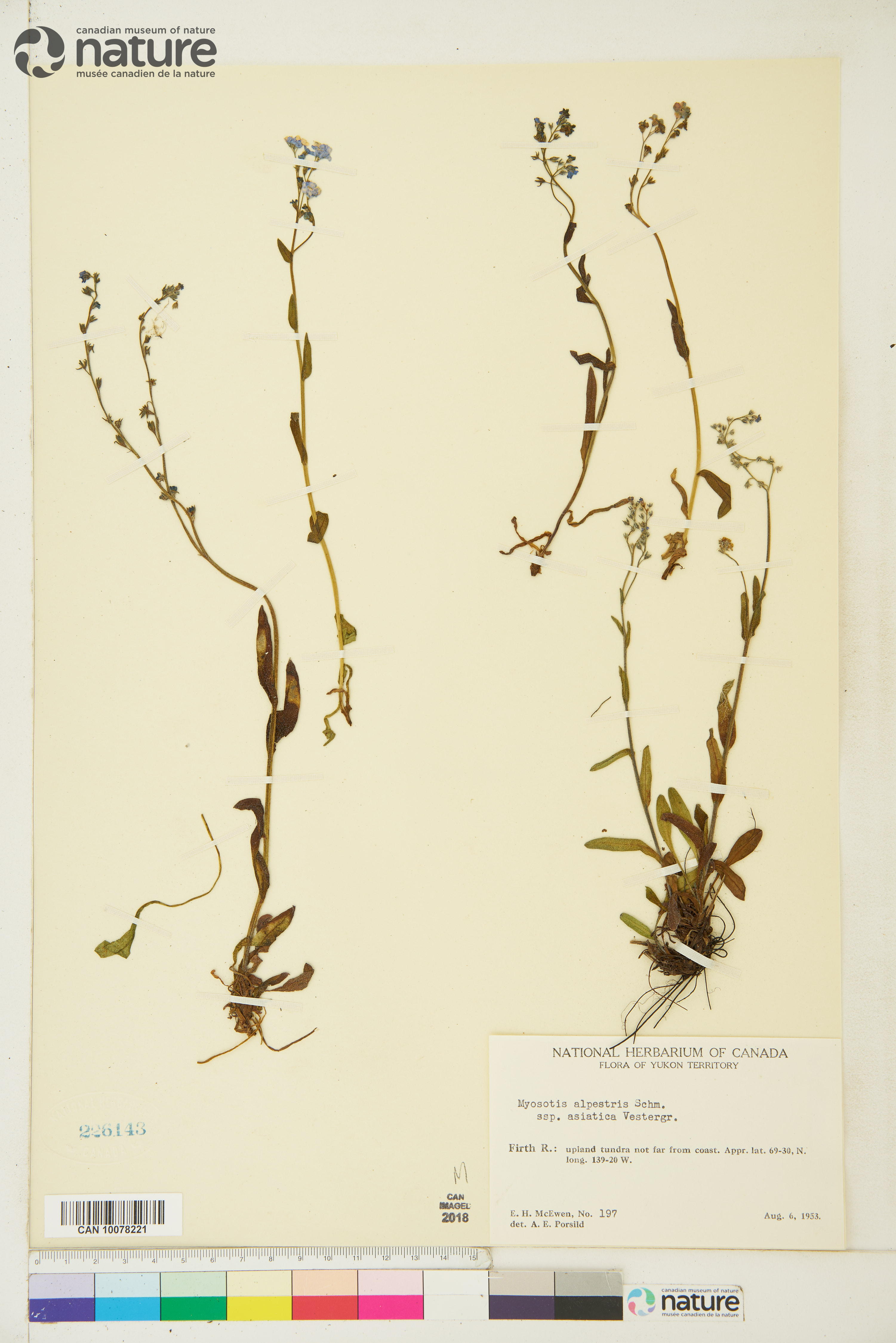 Myosotis alpestris image