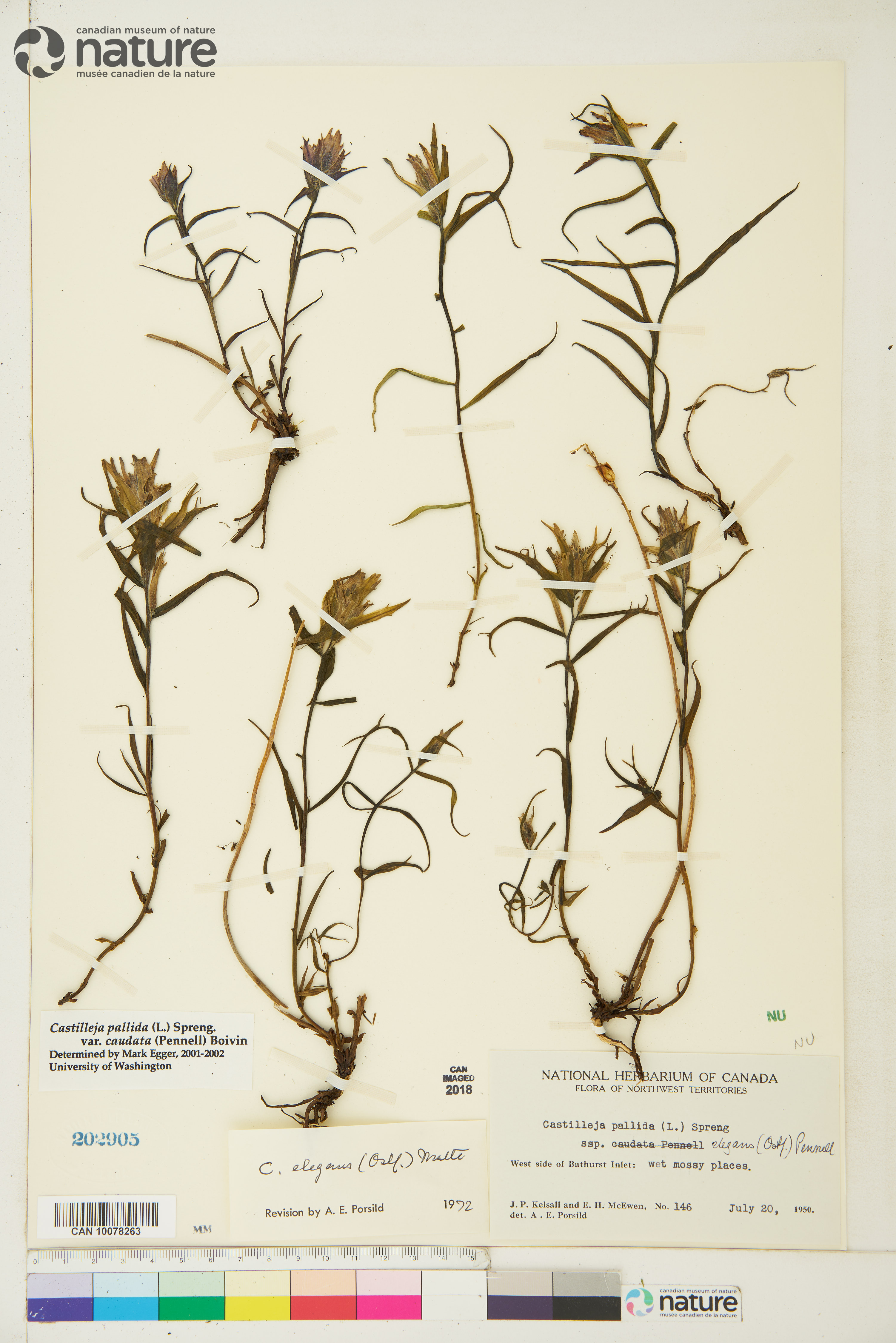 Castilleja caudata var. caudata image