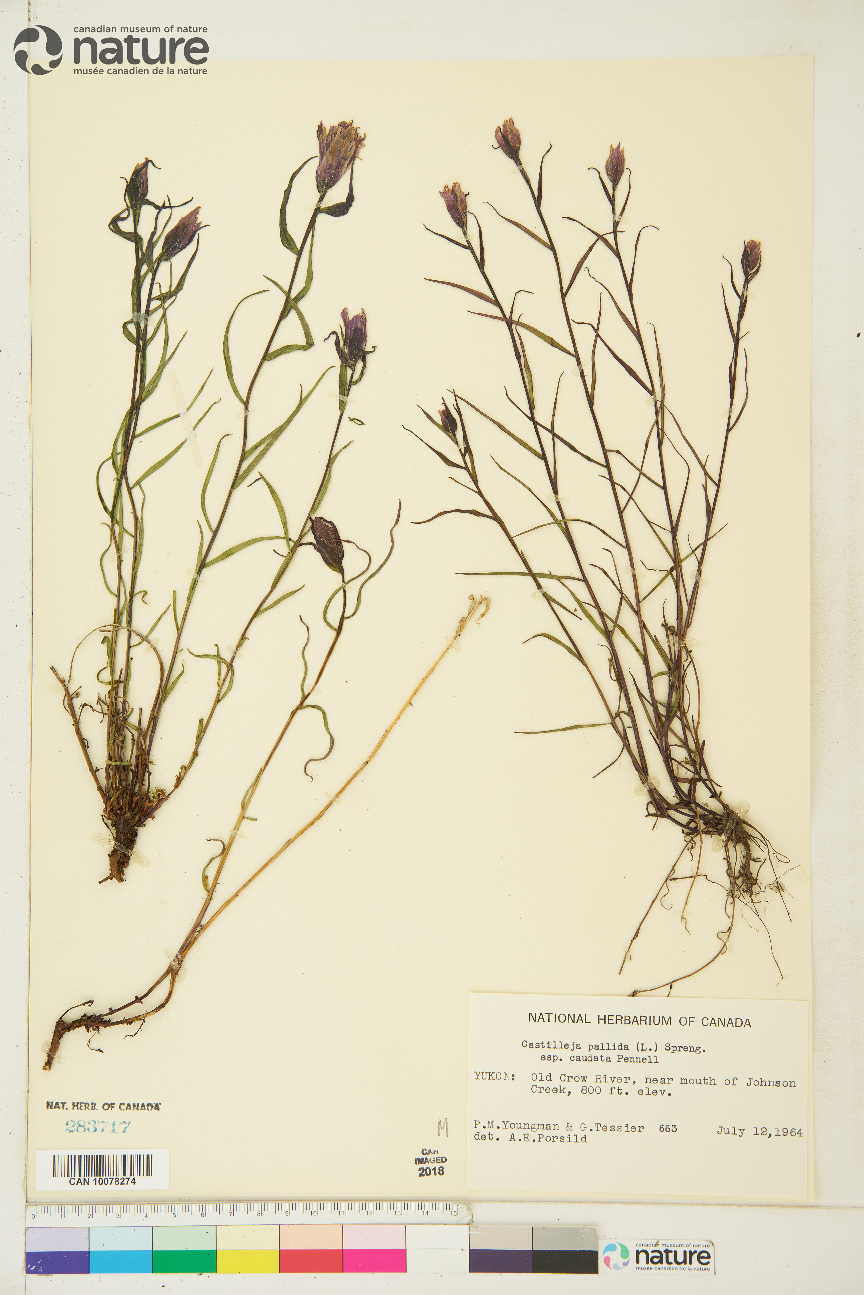Castilleja caudata var. caudata image