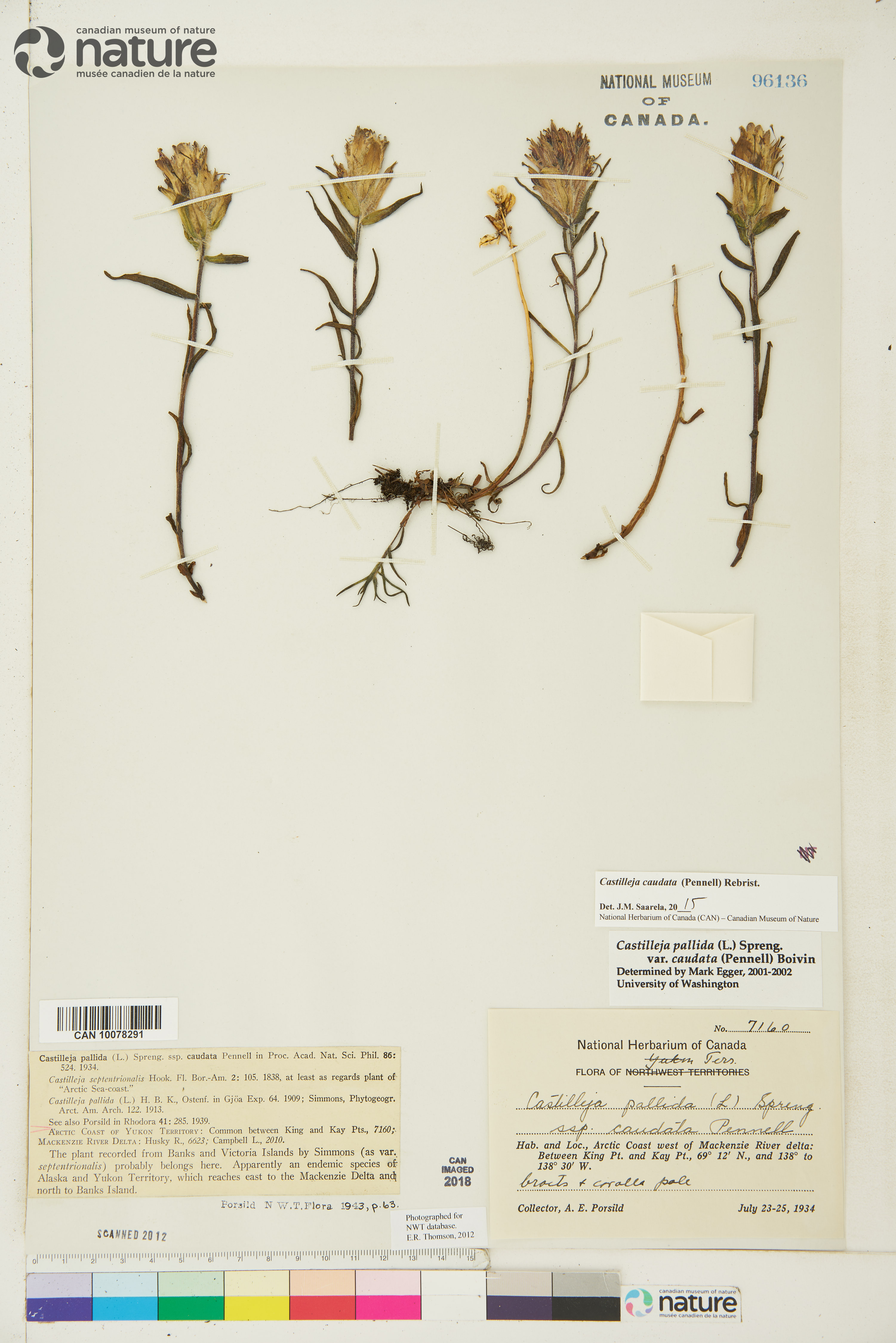 Castilleja caudata image