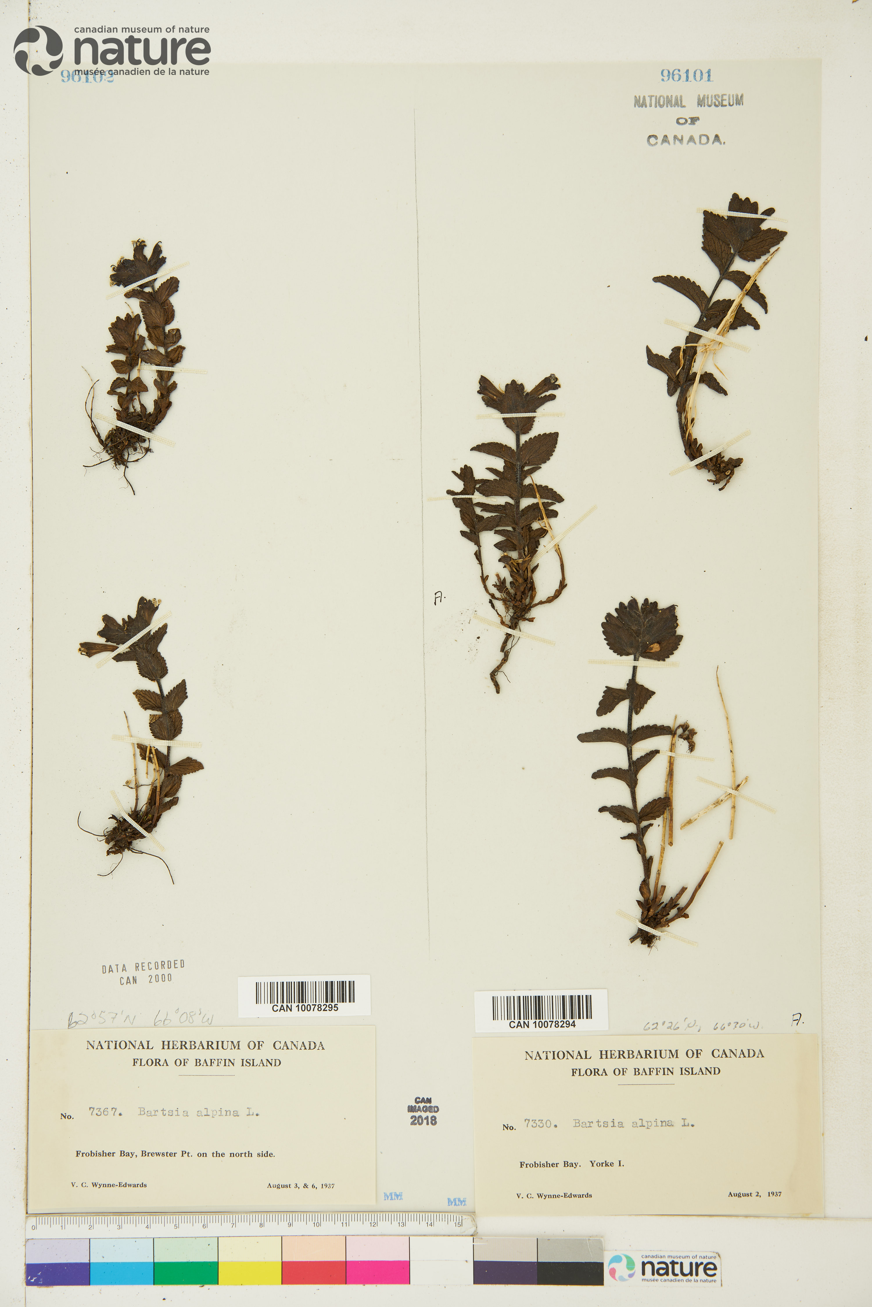 Bartsia alpina image
