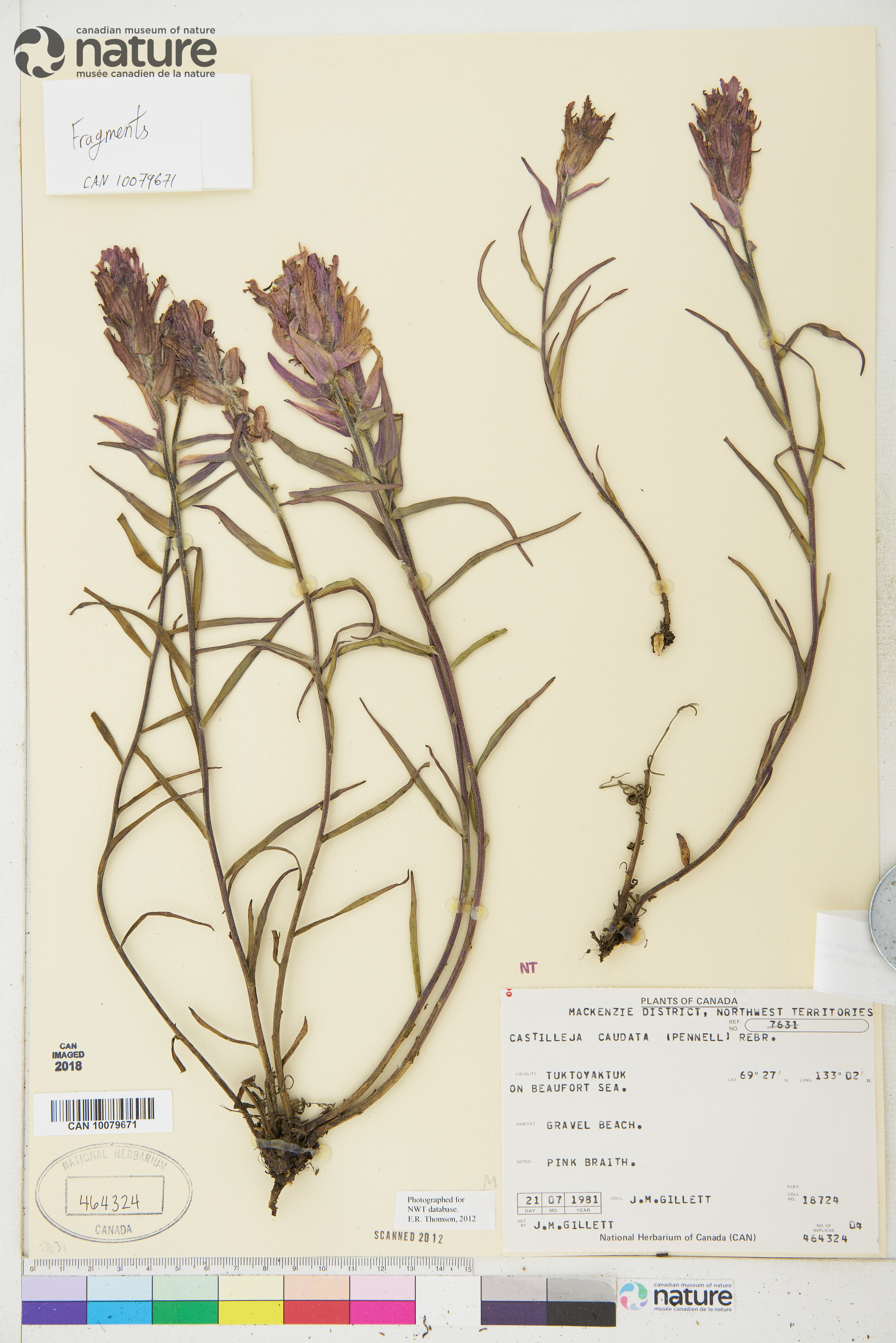 Castilleja caudata image