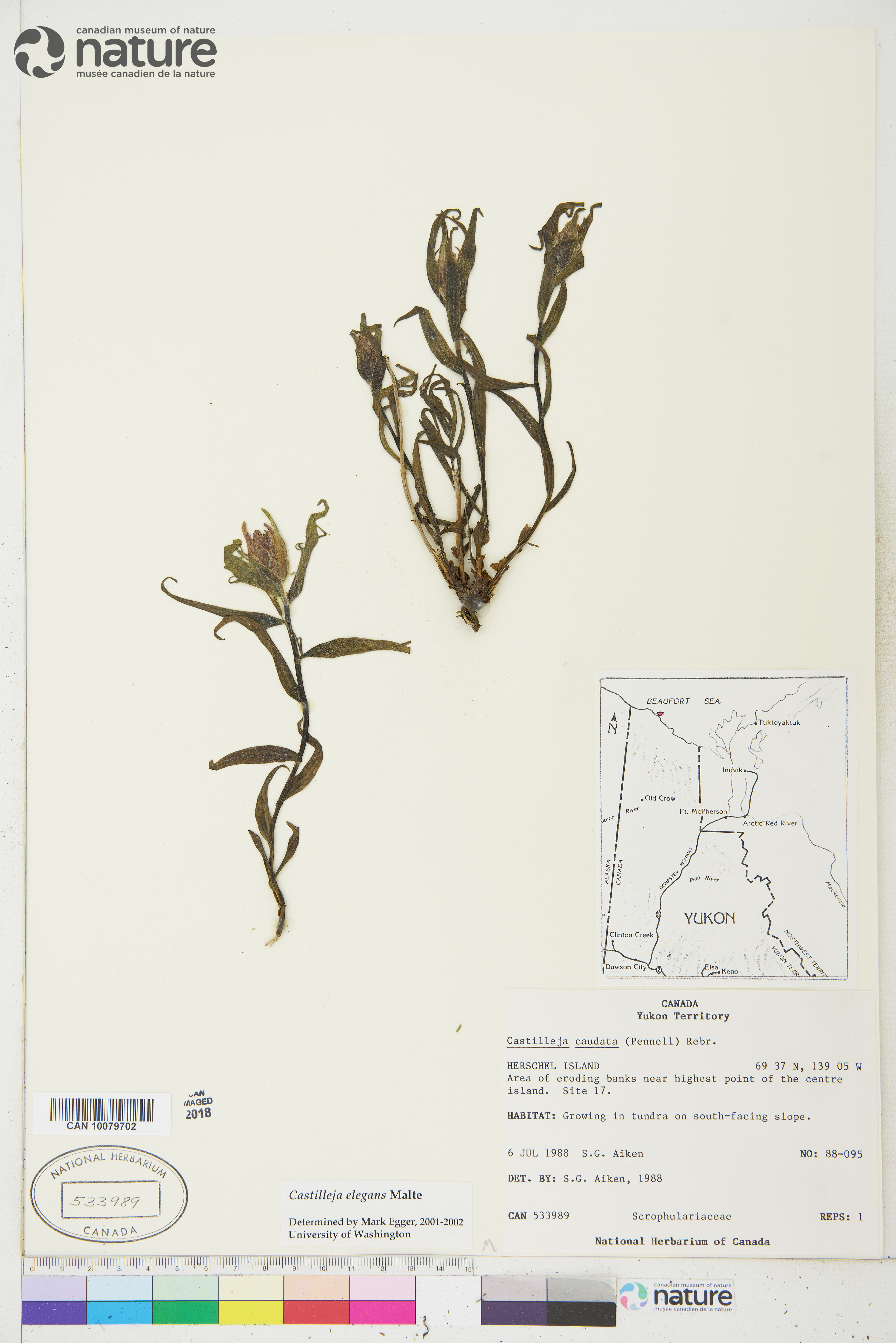 Castilleja caudata image