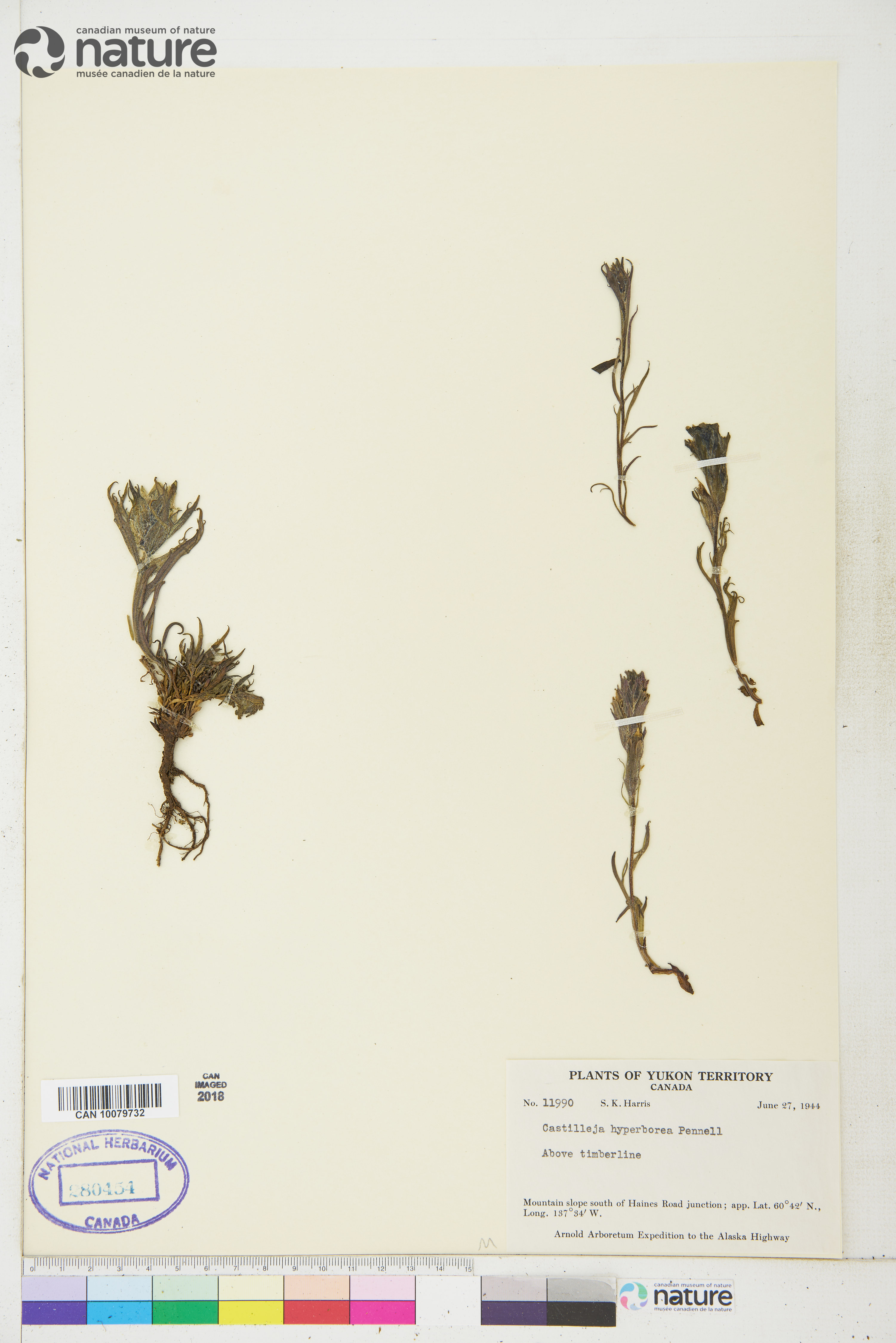 Castilleja hyperborea image