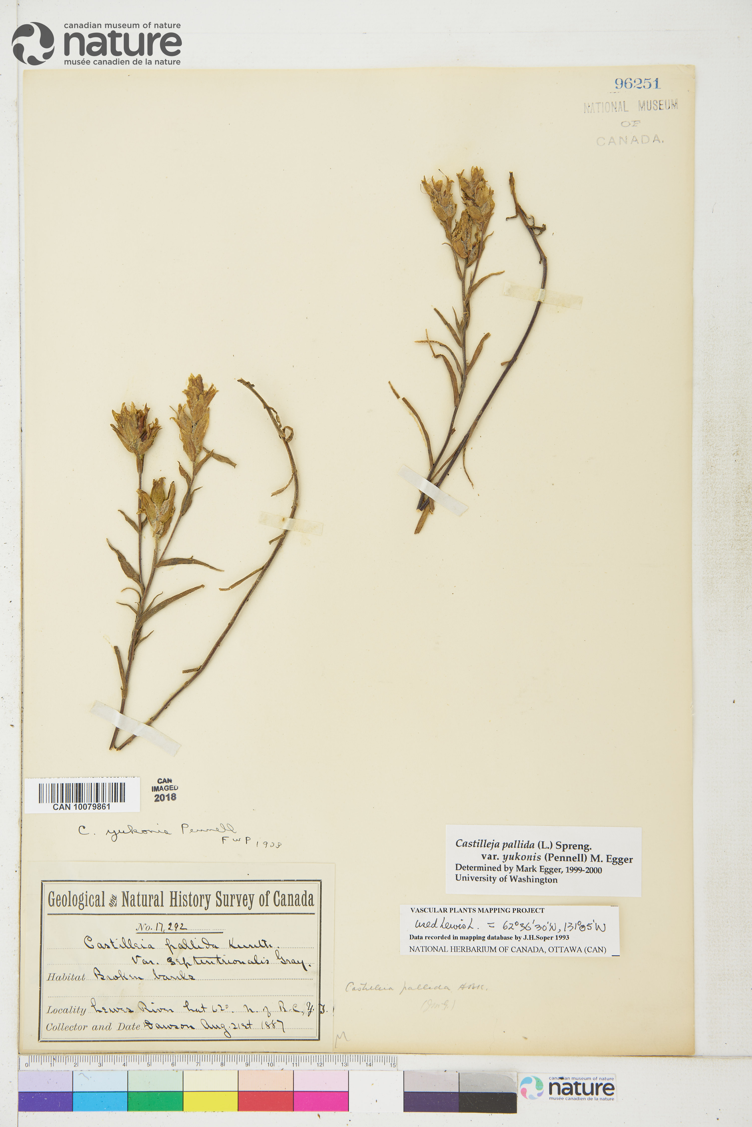 Castilleja pallida image