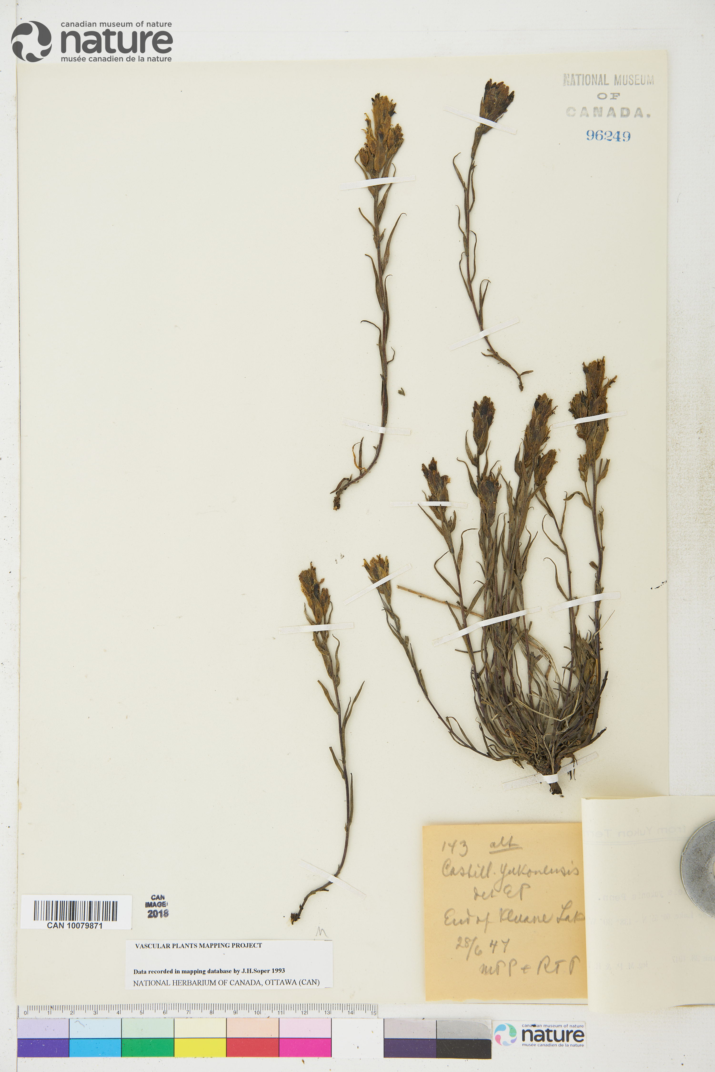 Castilleja pallida var. yukonis image