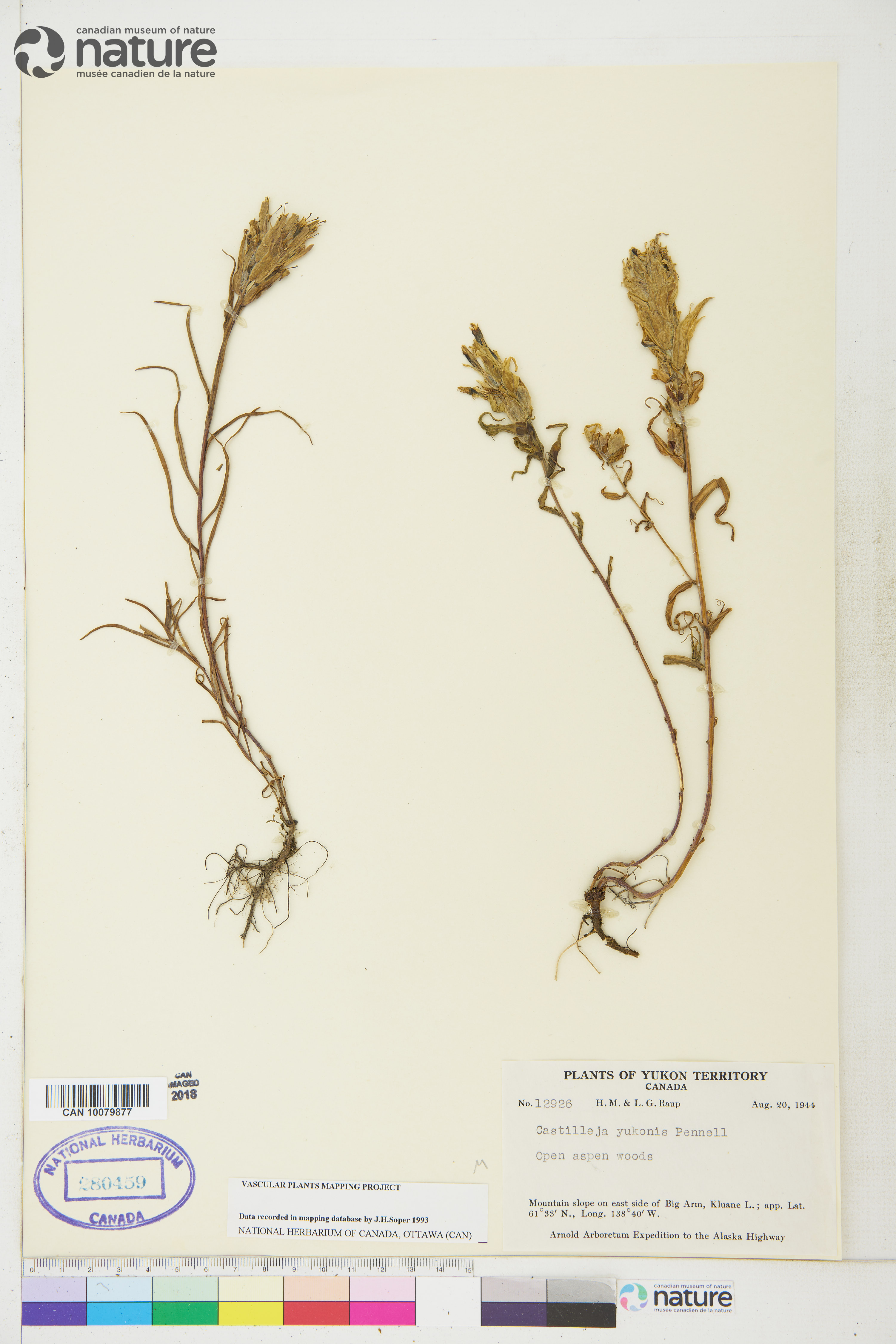 Castilleja pallida var. yukonis image