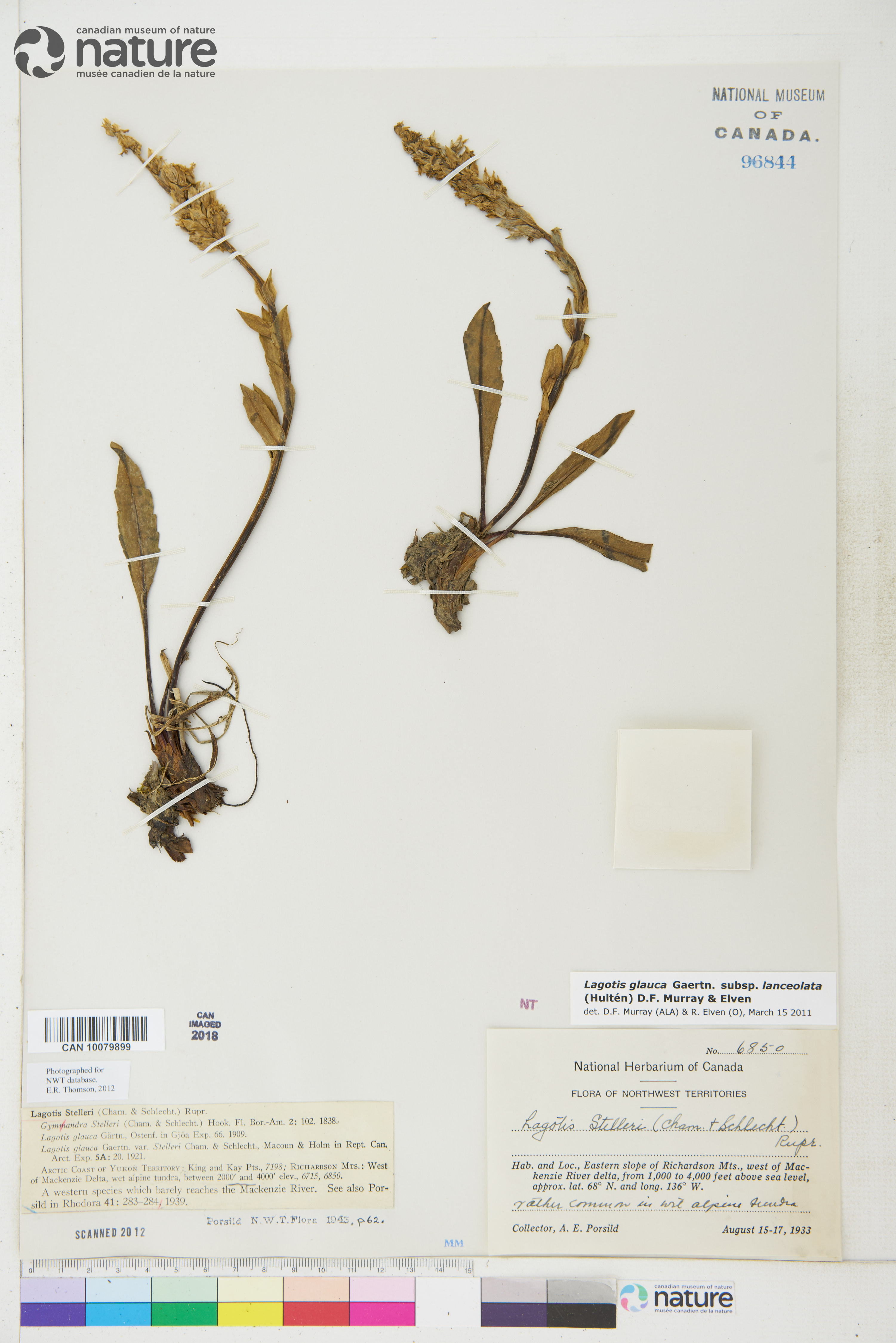 Lagotis glauca subsp. lanceolata image