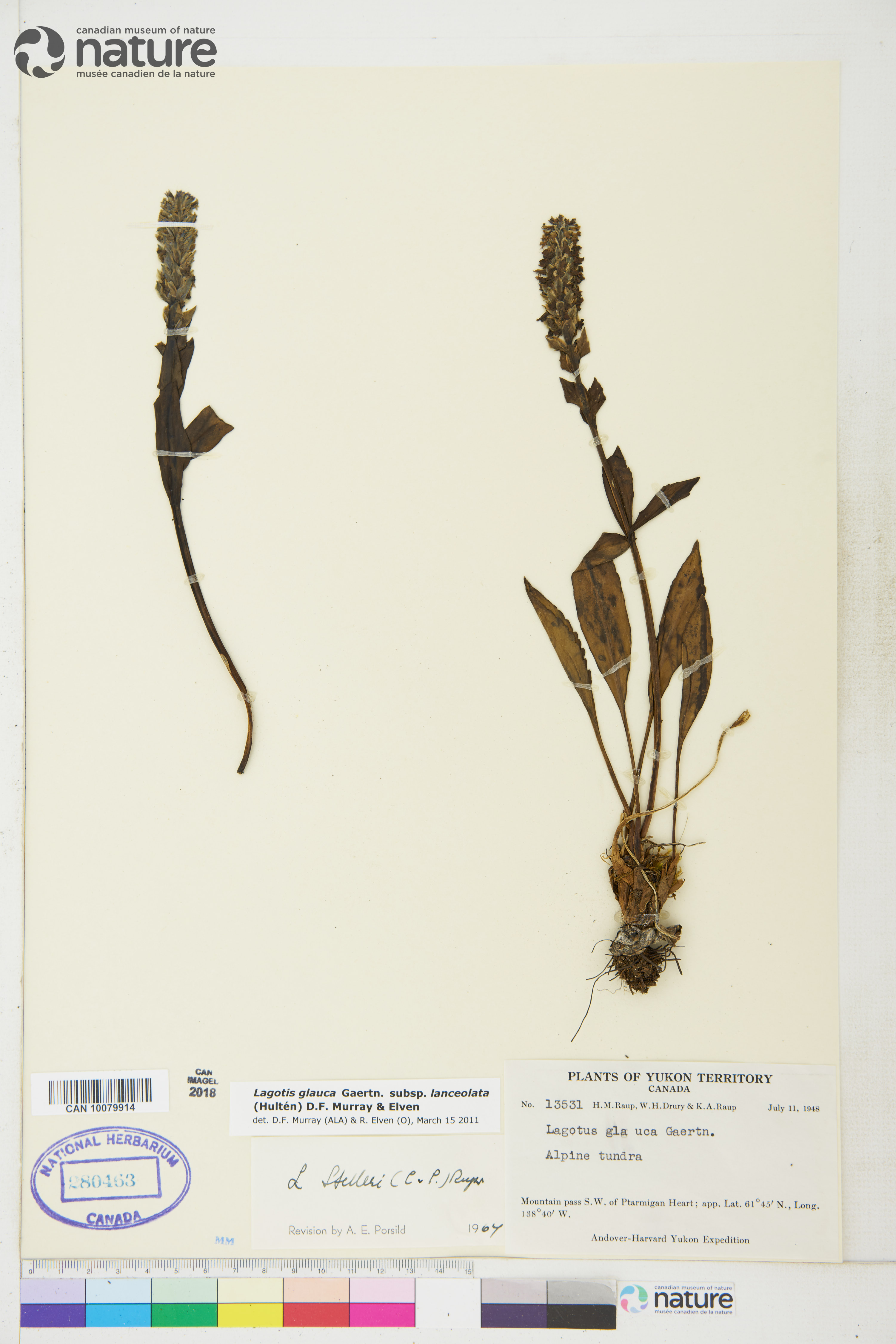 Lagotis glauca subsp. lanceolata image