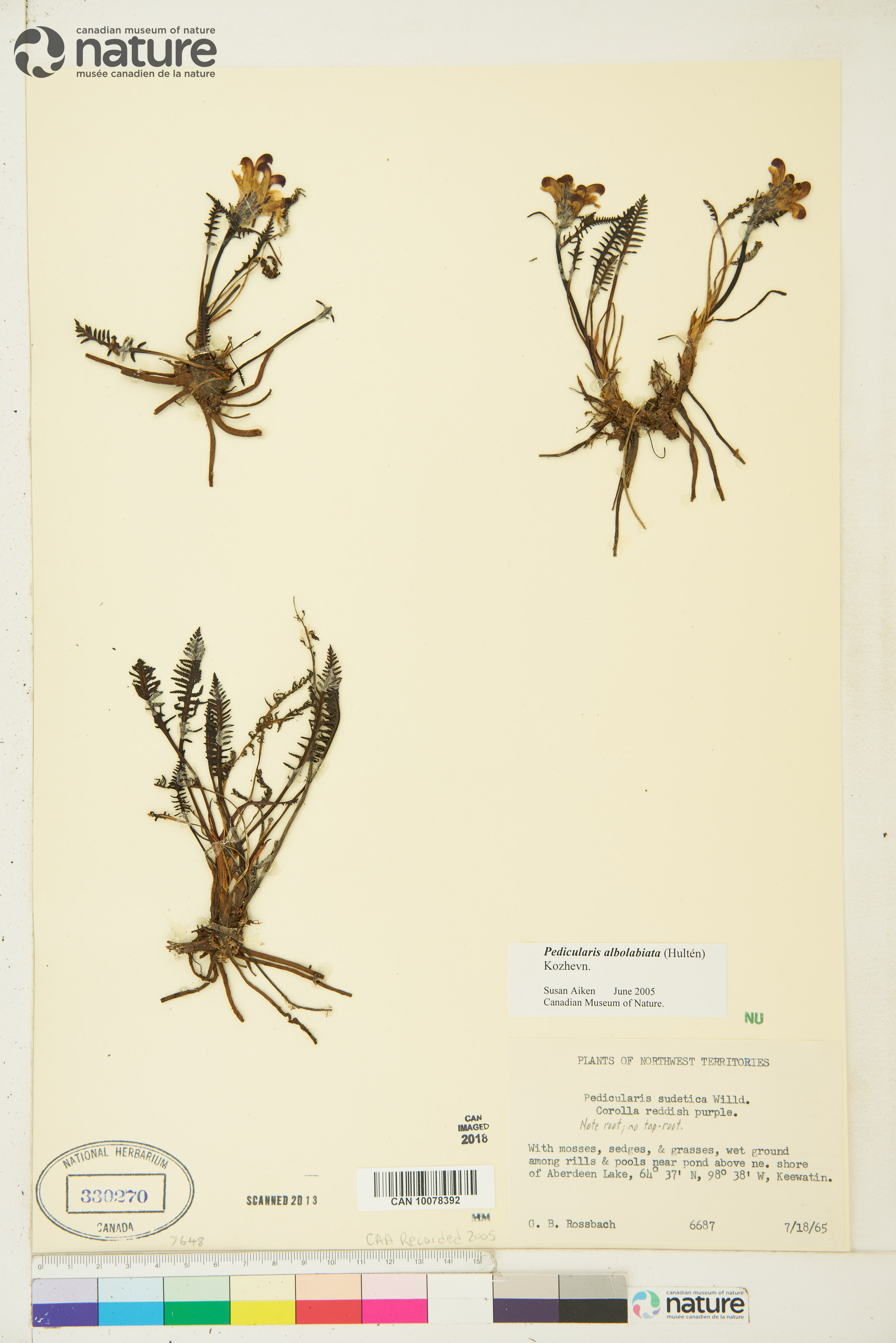 Pedicularis albolabiata image