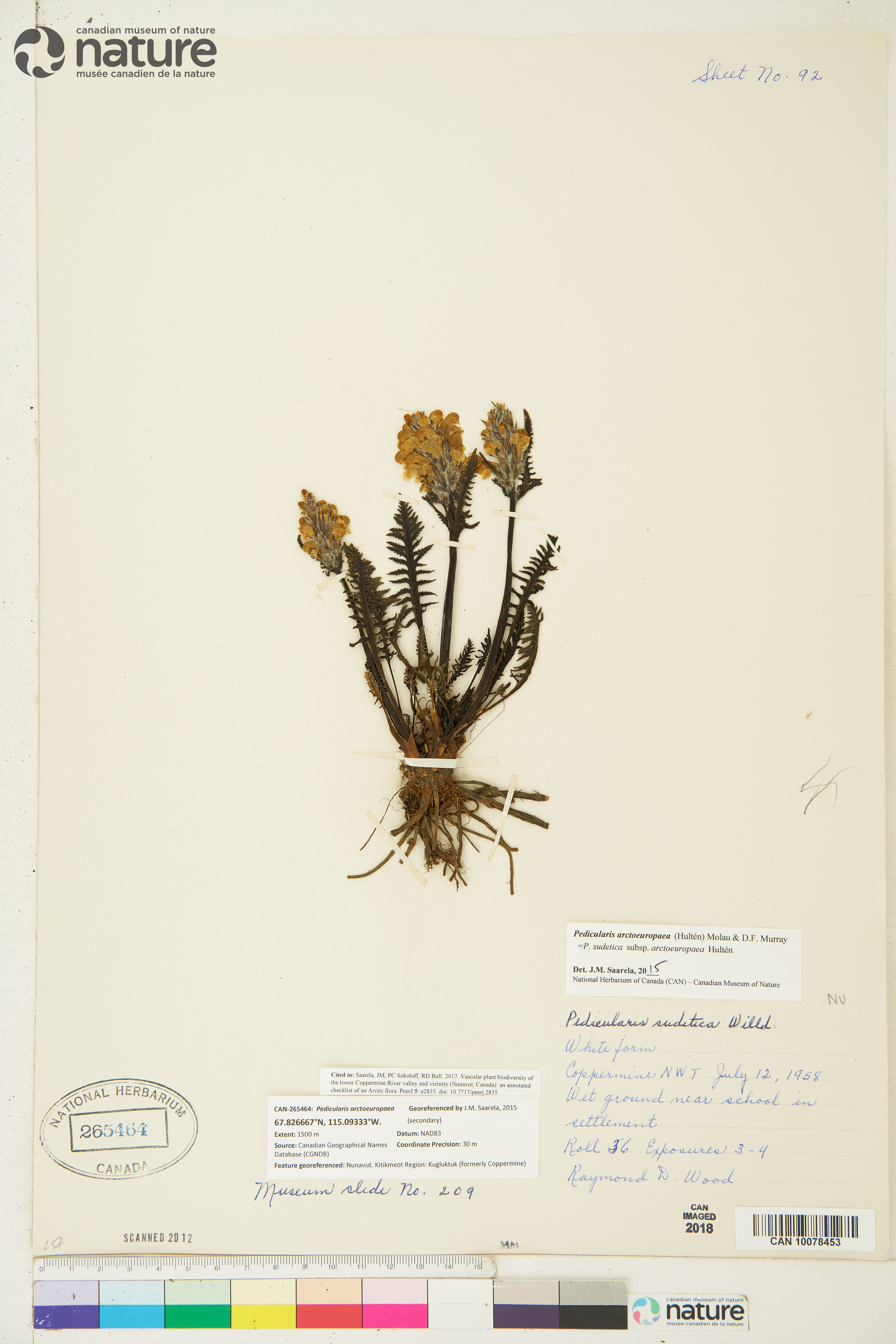 Pedicularis arctoeuropaea image