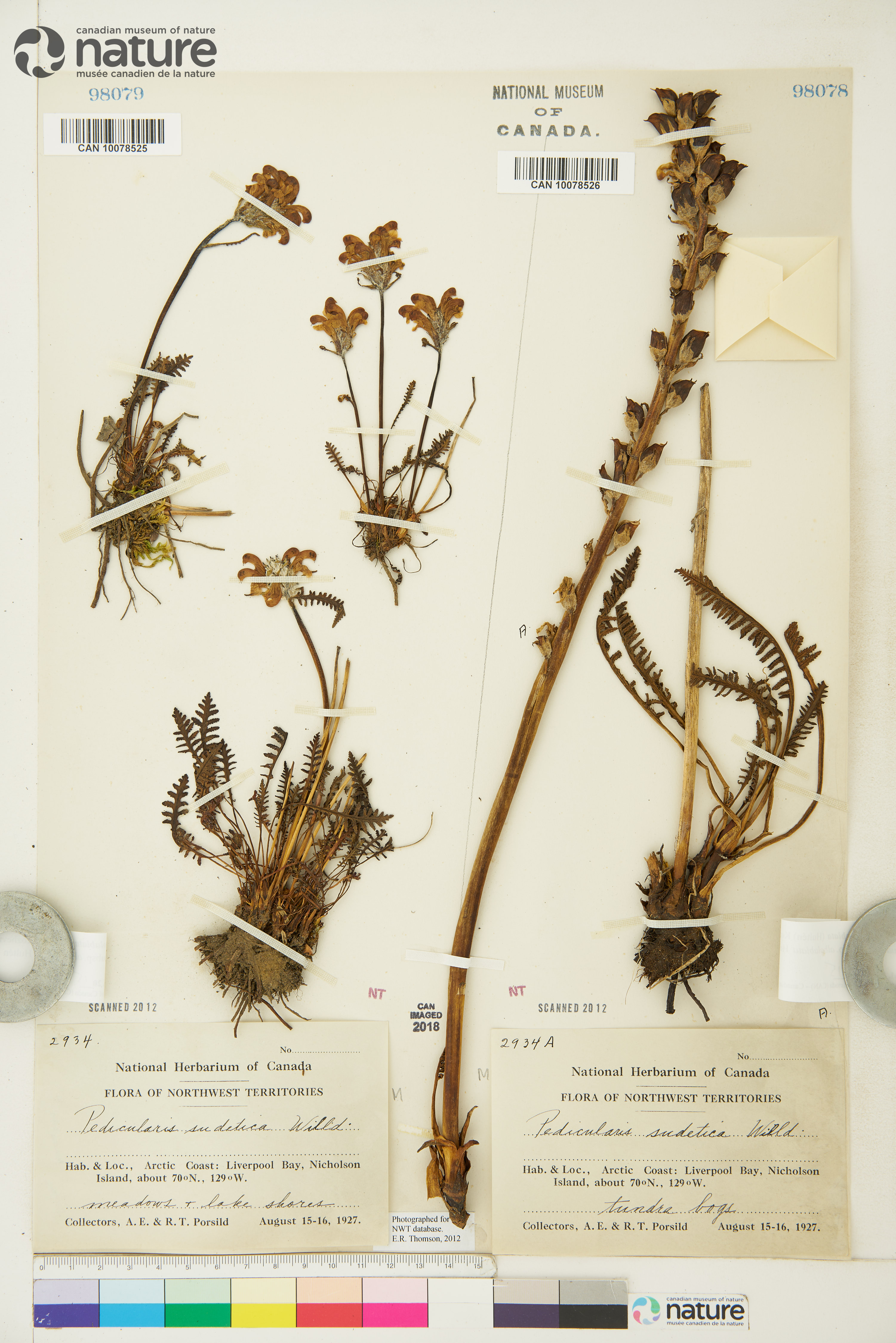 Pedicularis albolabiata image