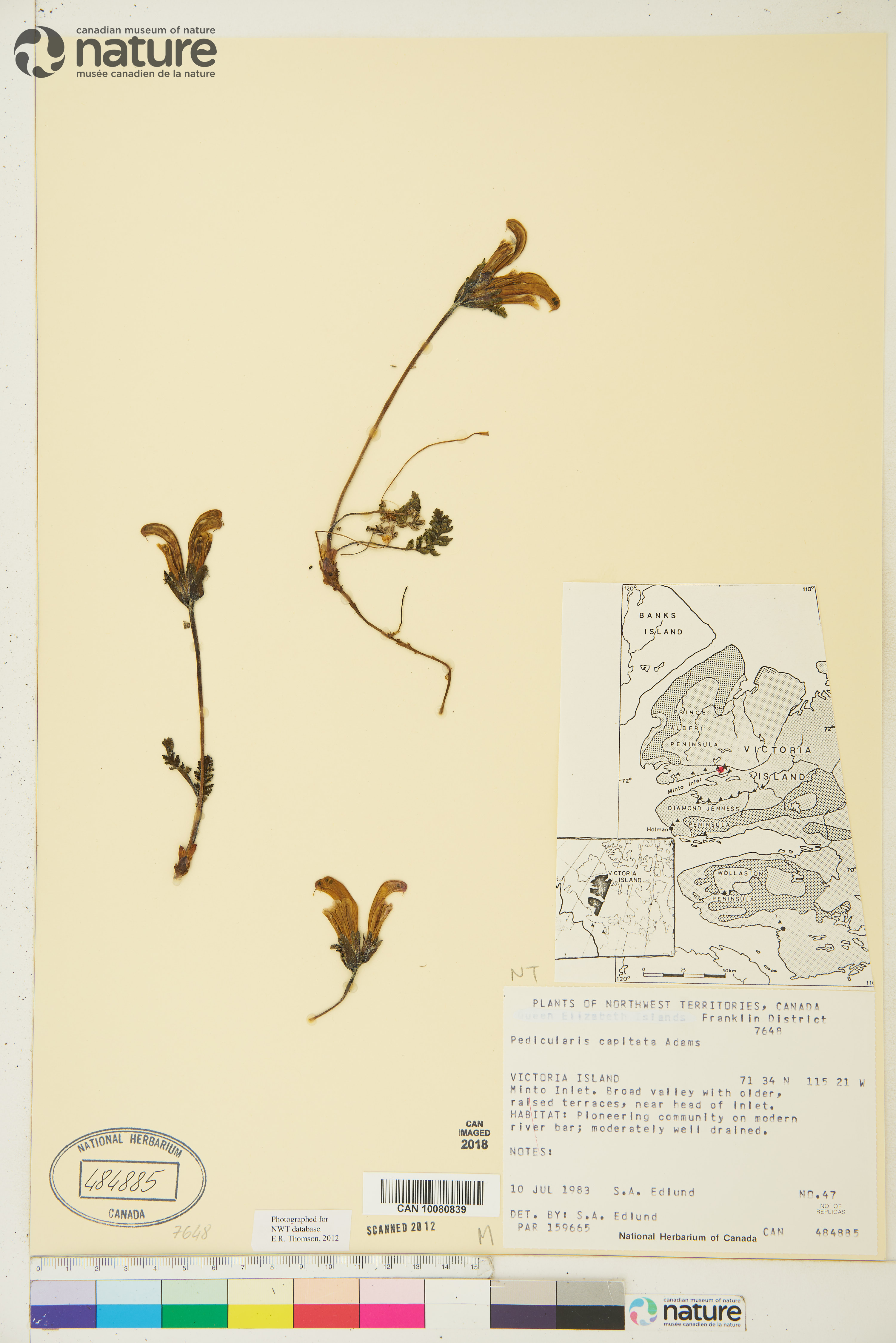 Pedicularis capitata image