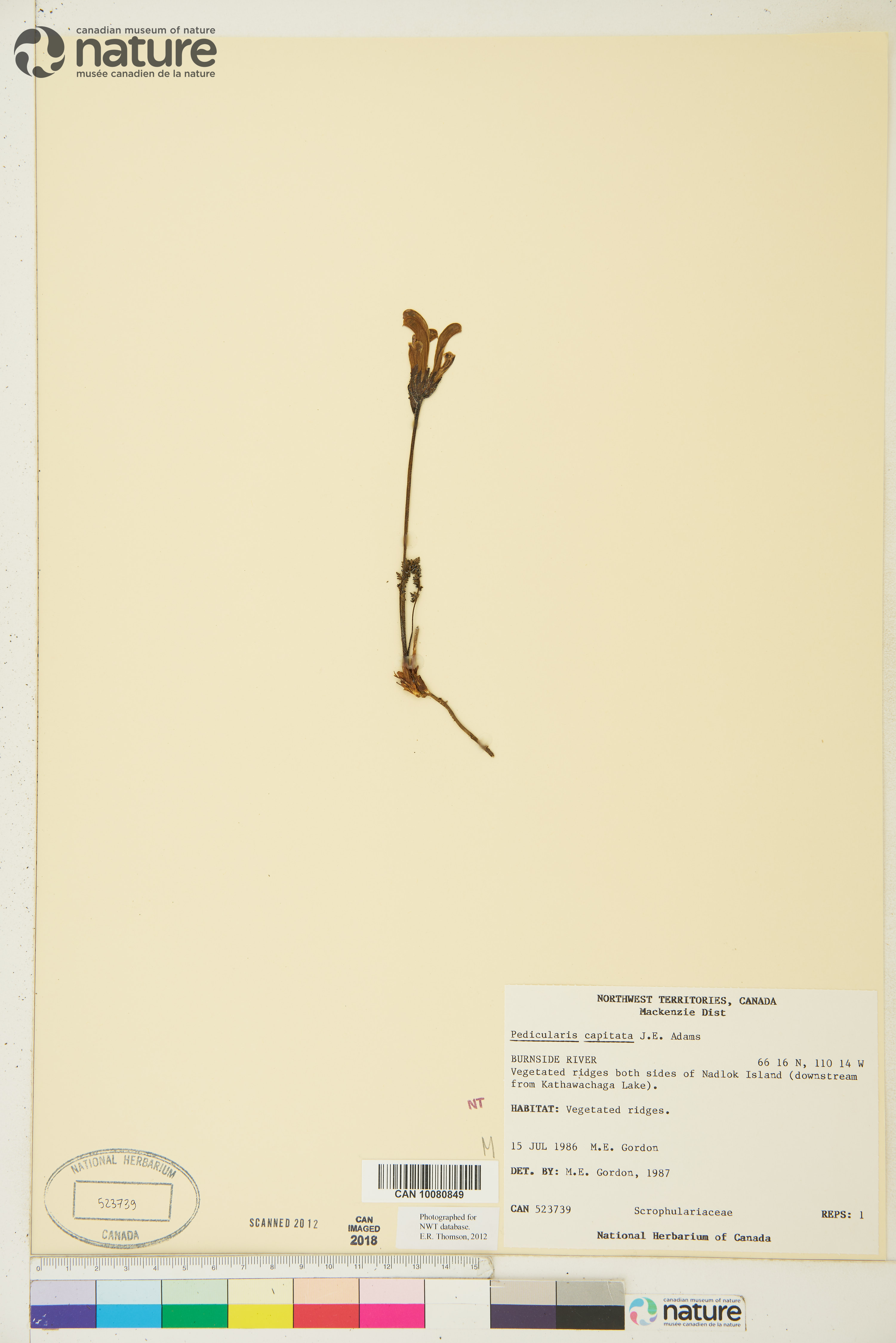 Pedicularis capitata image
