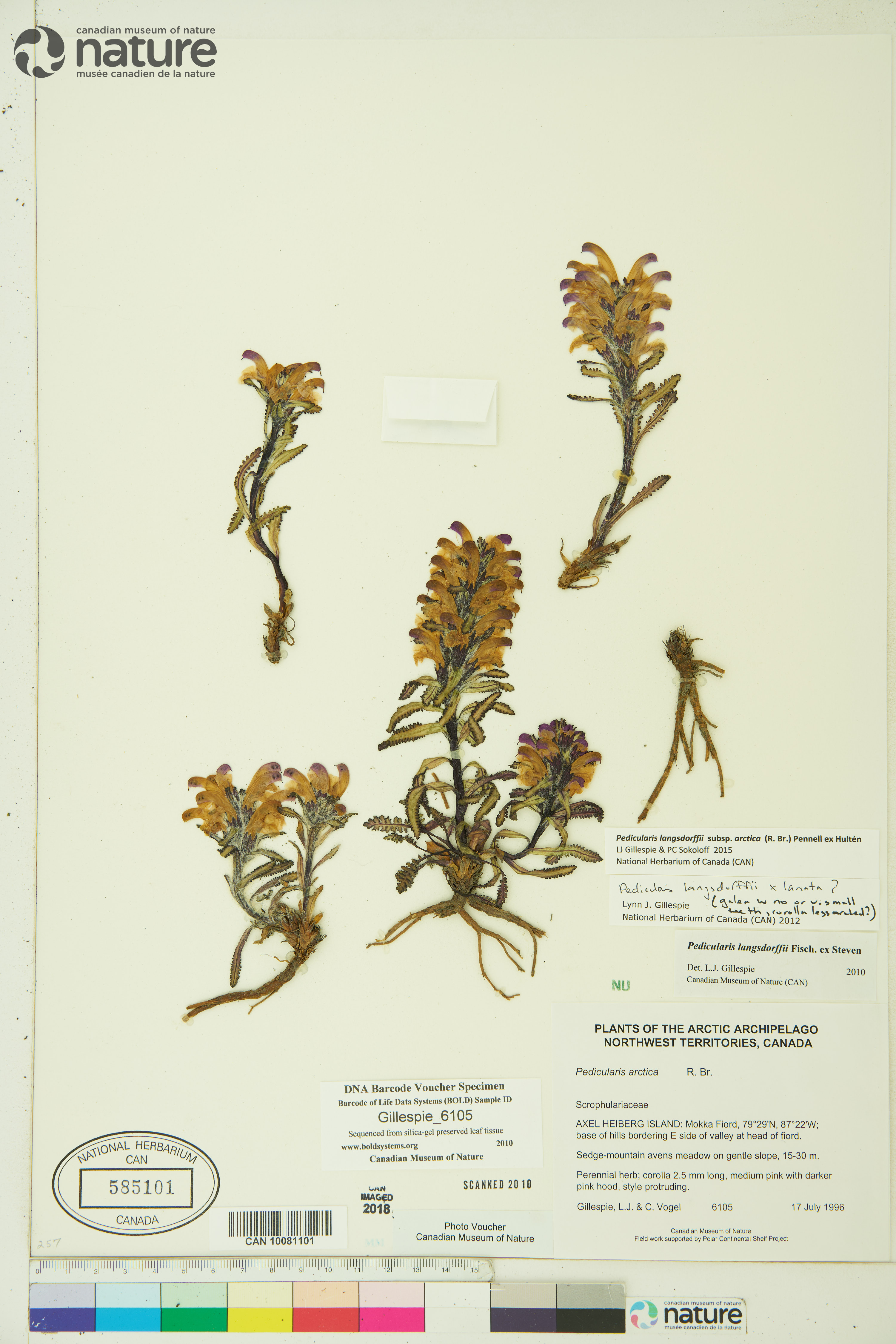 Pedicularis langsdorffii subsp. arctica image