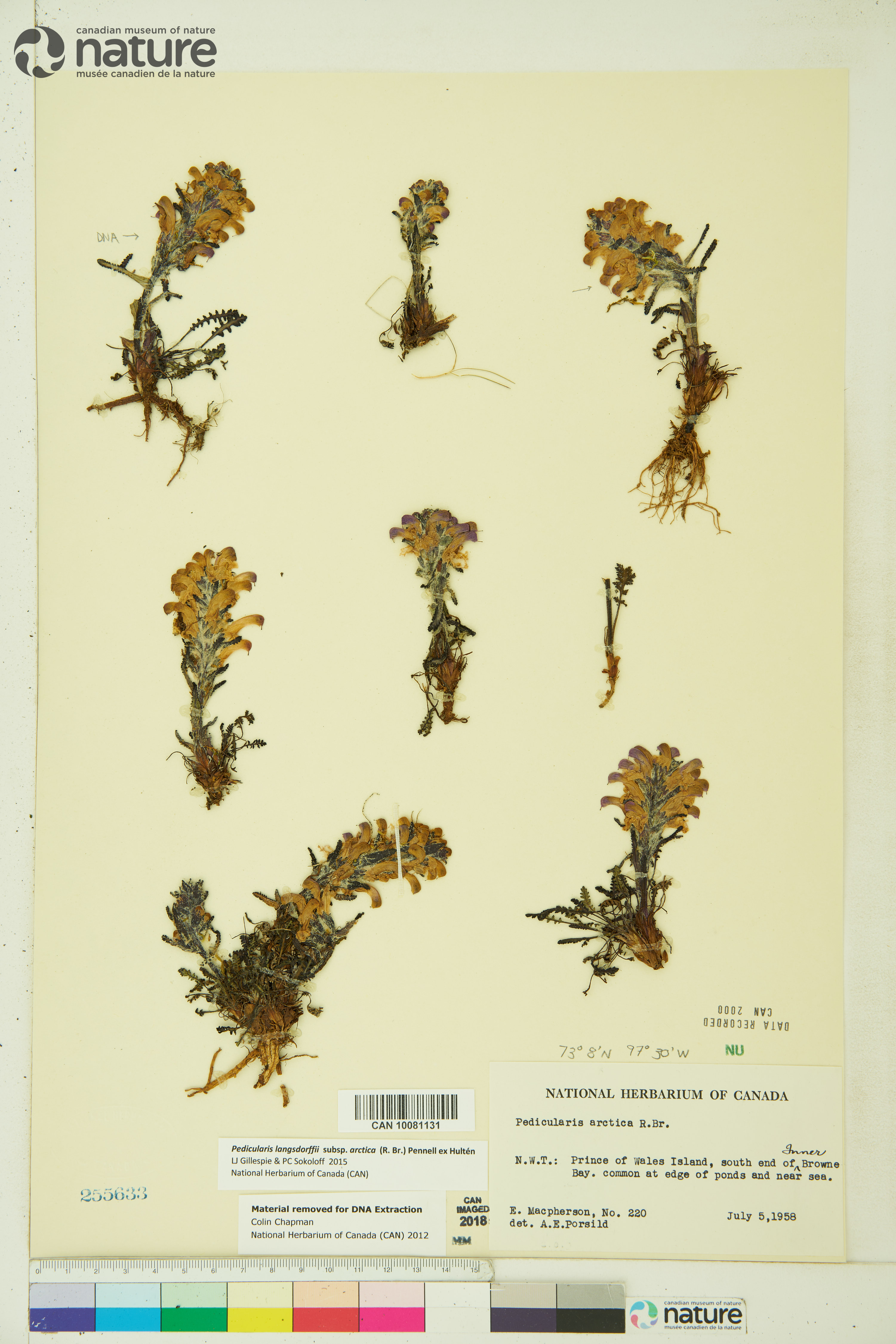 Pedicularis langsdorffii subsp. arctica image