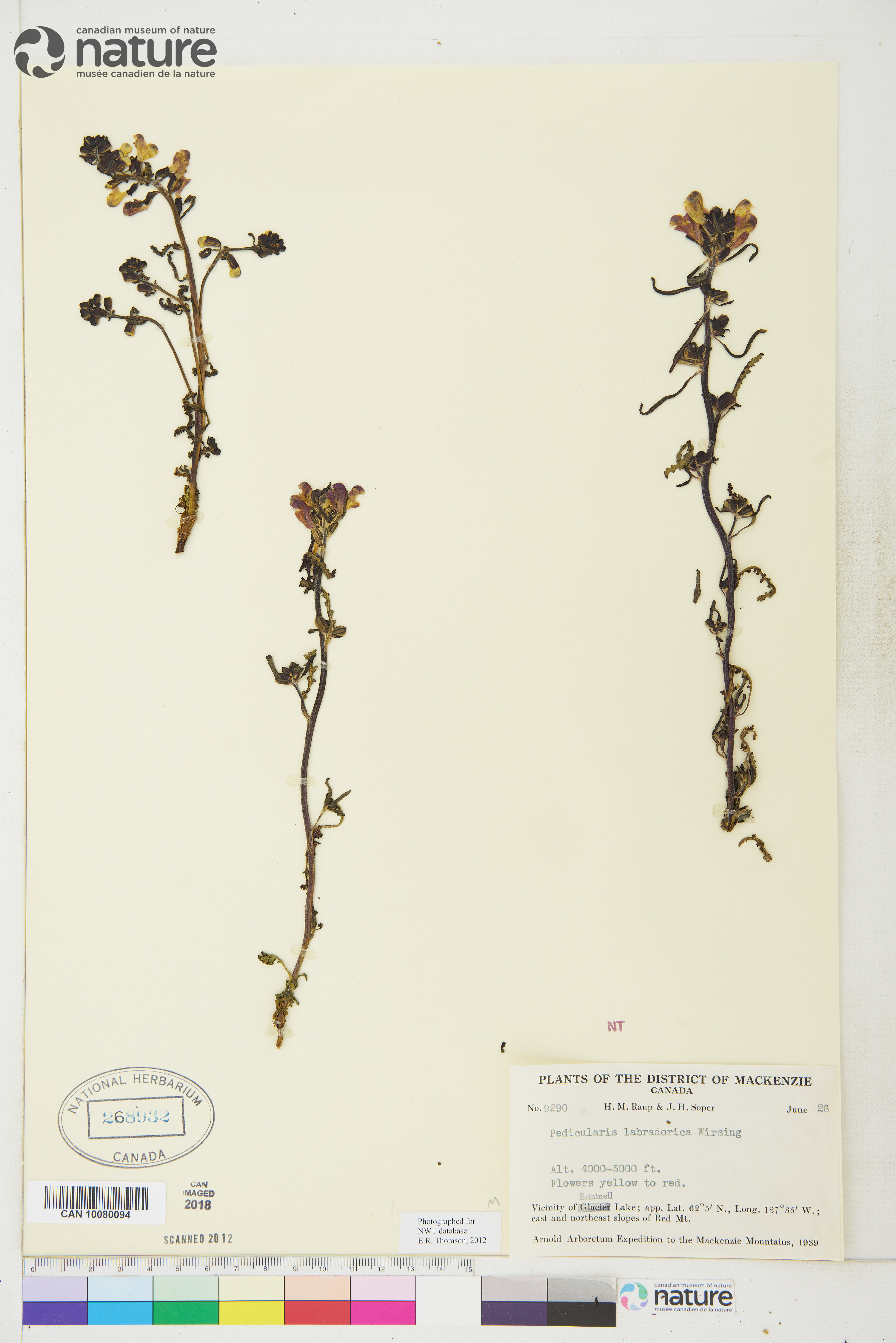 Pedicularis labradorica image