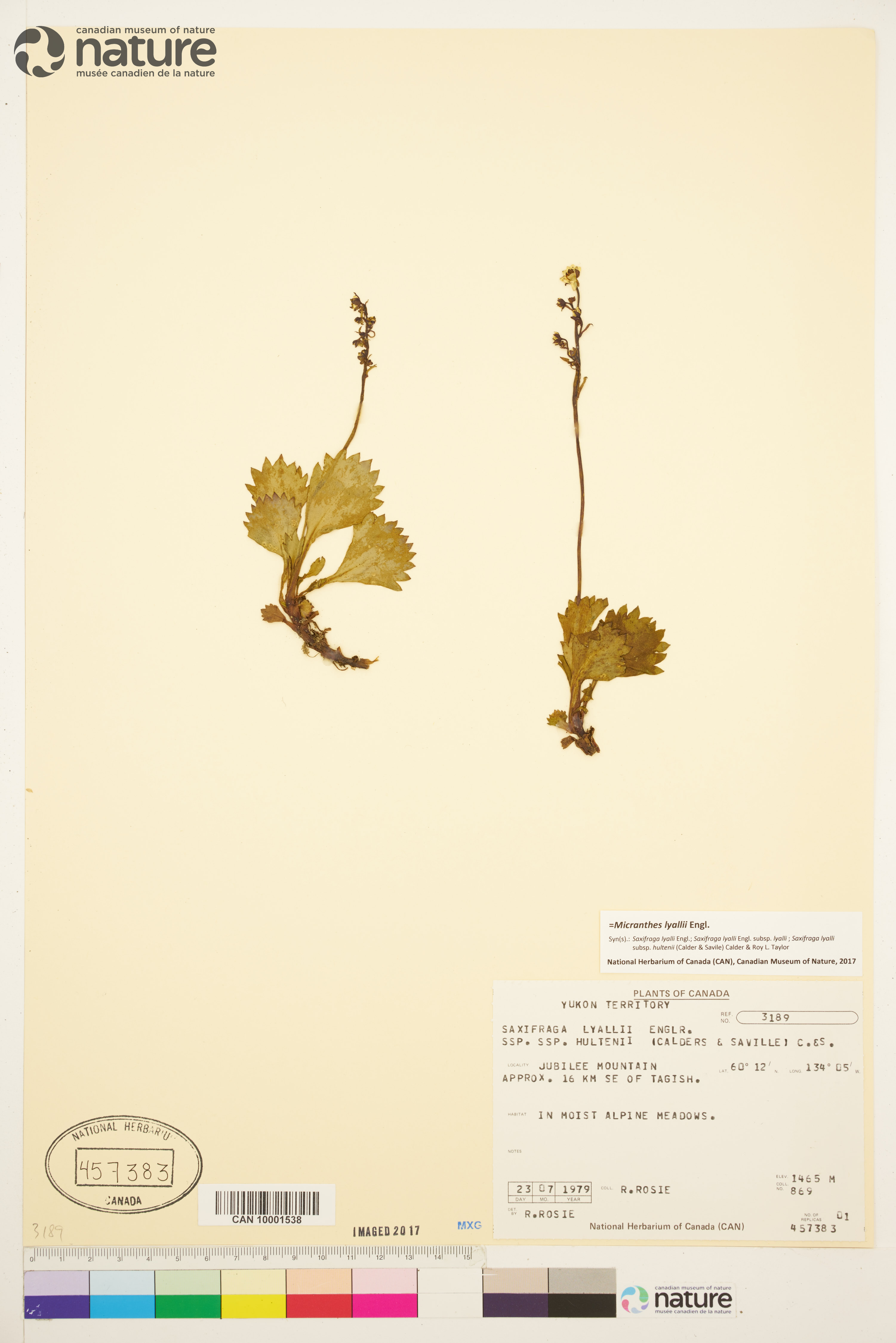 Micranthes lyallii subsp. hultenii image