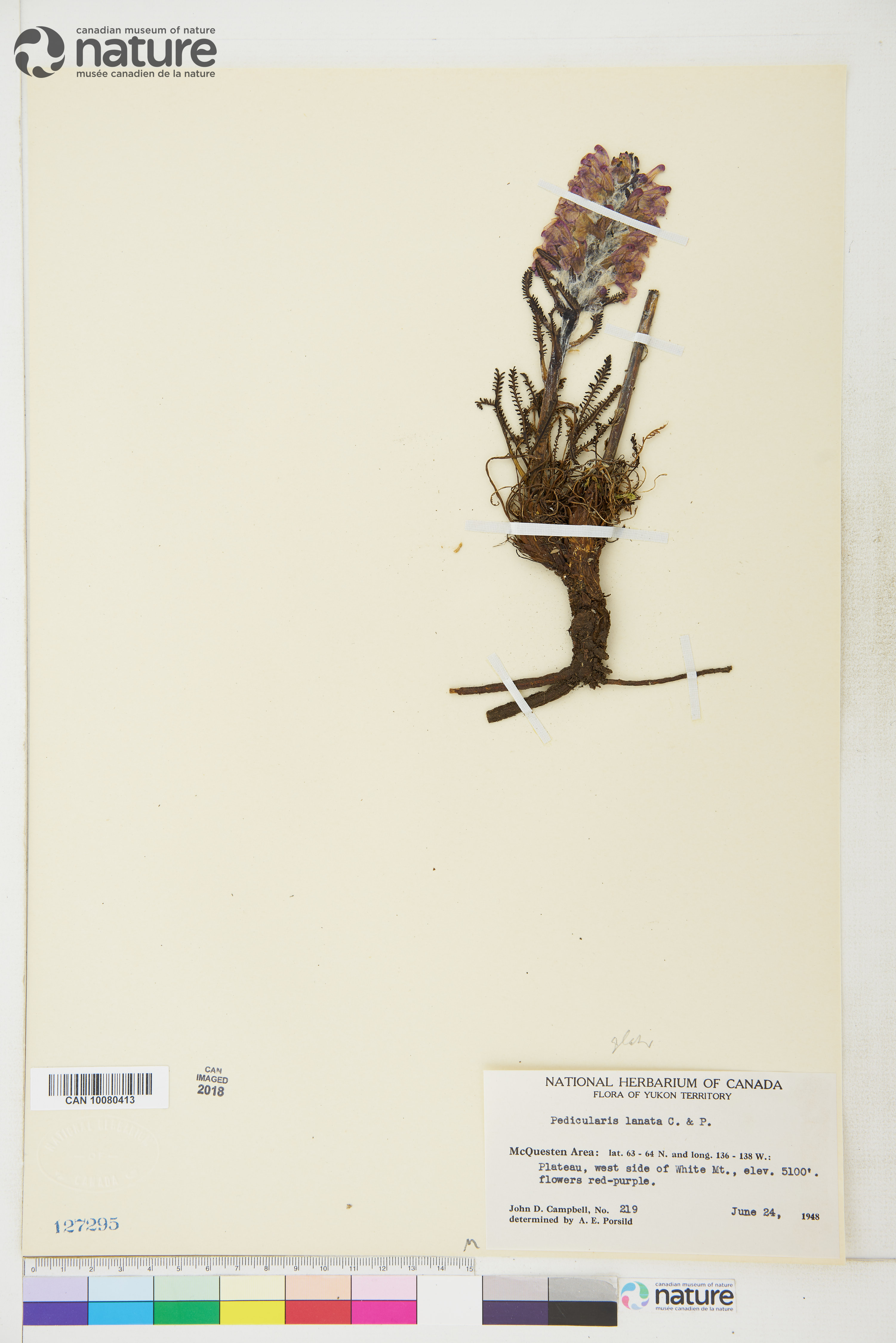 Pedicularis lanata image
