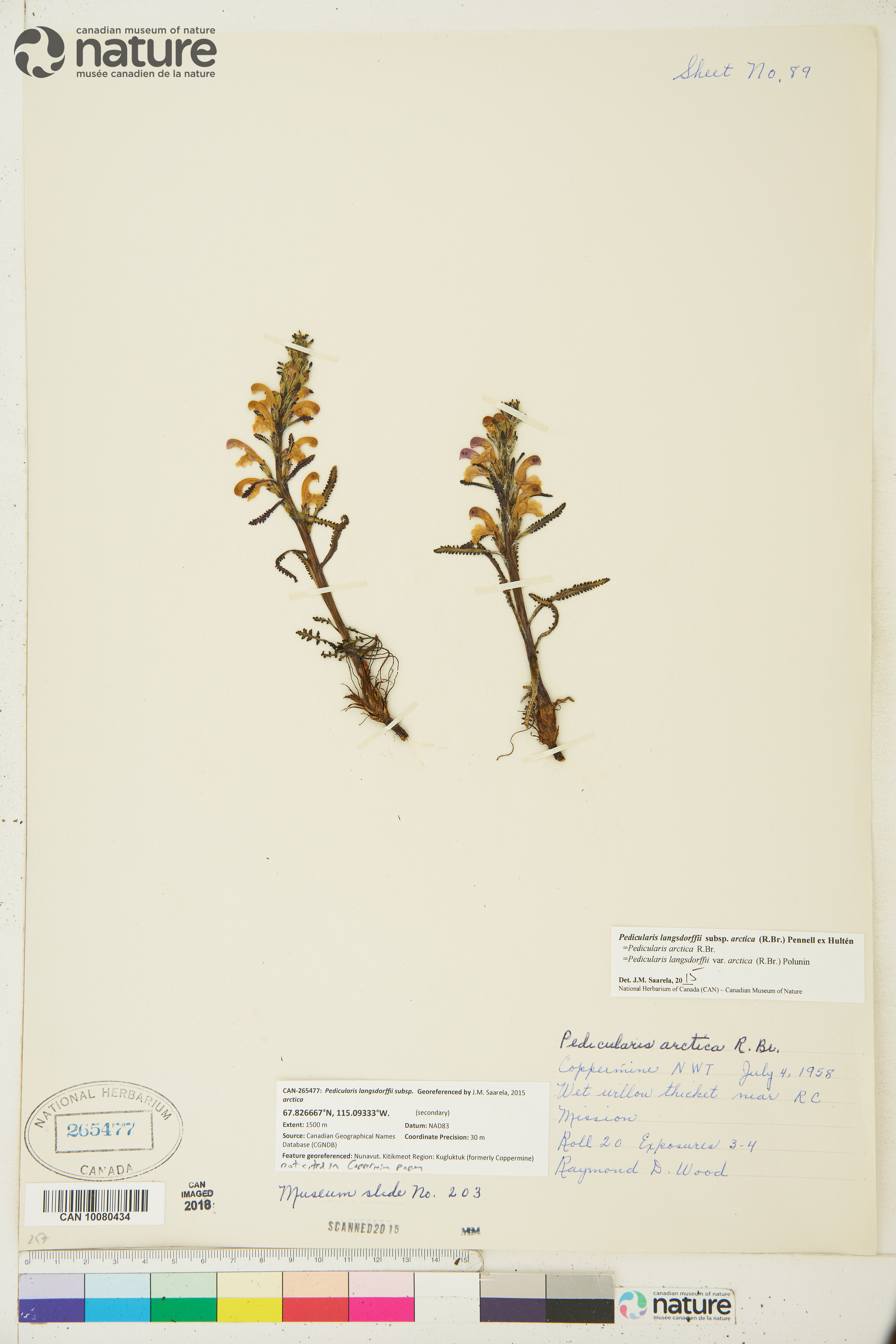 Pedicularis langsdorffii subsp. arctica image