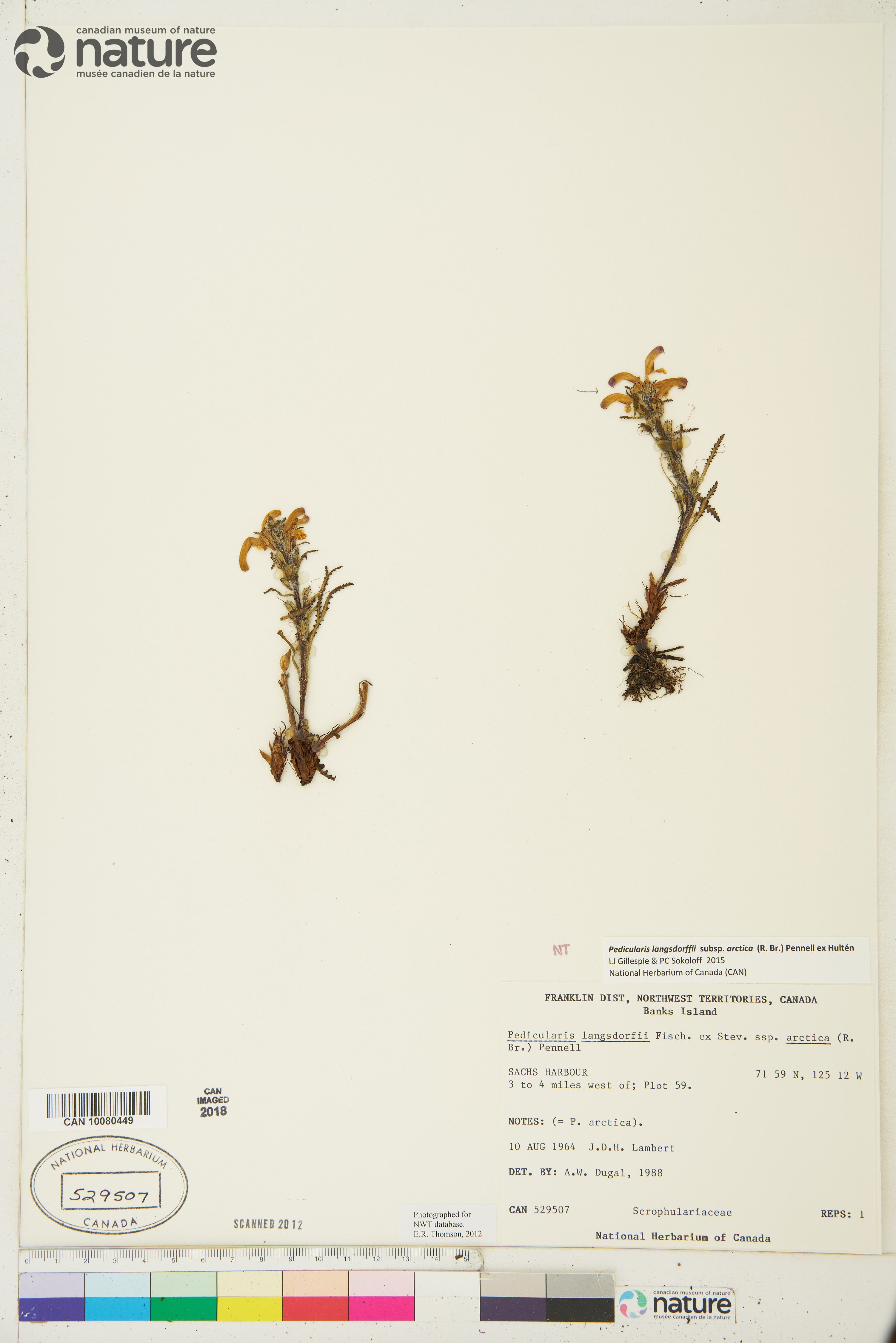 Pedicularis langsdorffii image