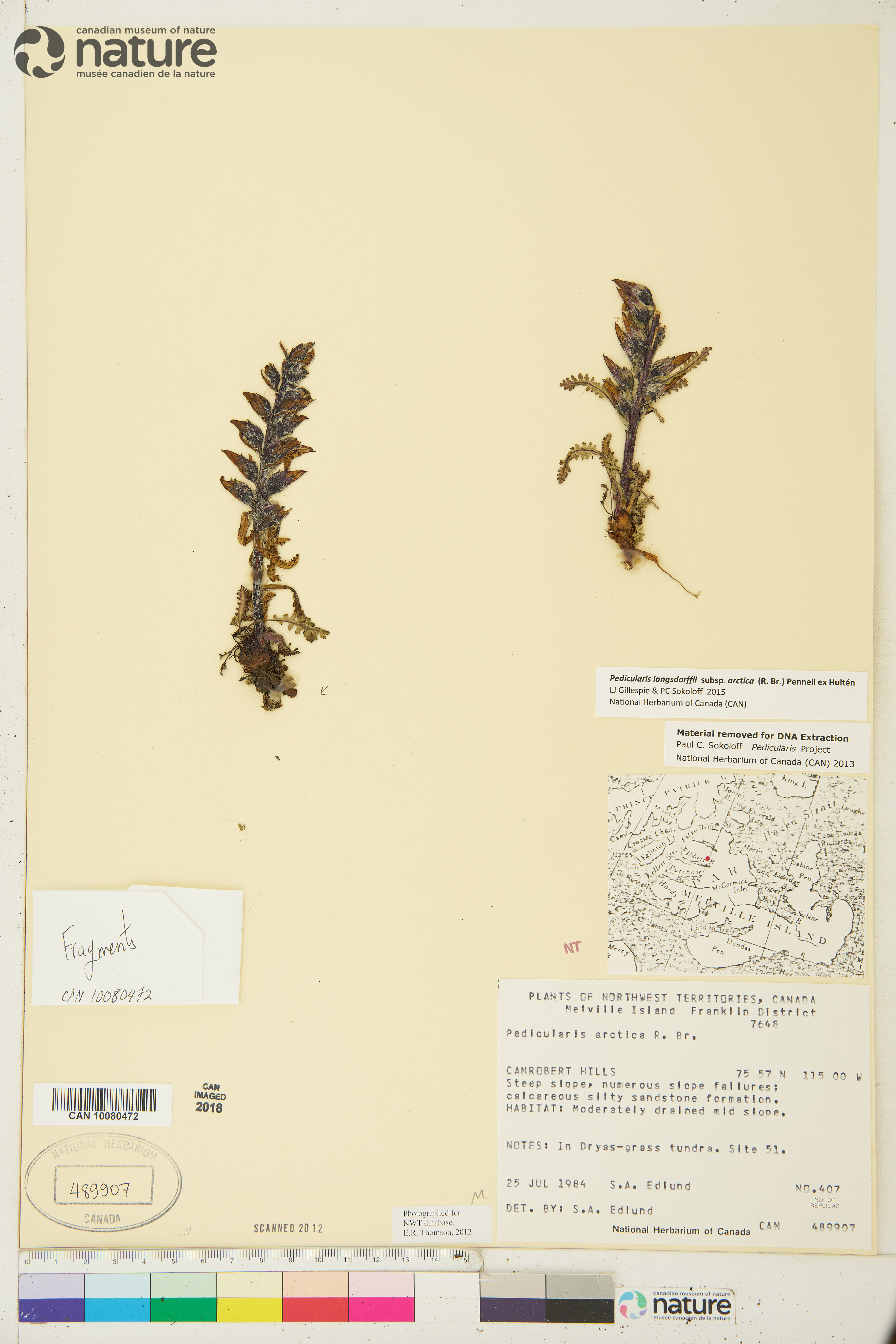 Pedicularis langsdorffii subsp. arctica image