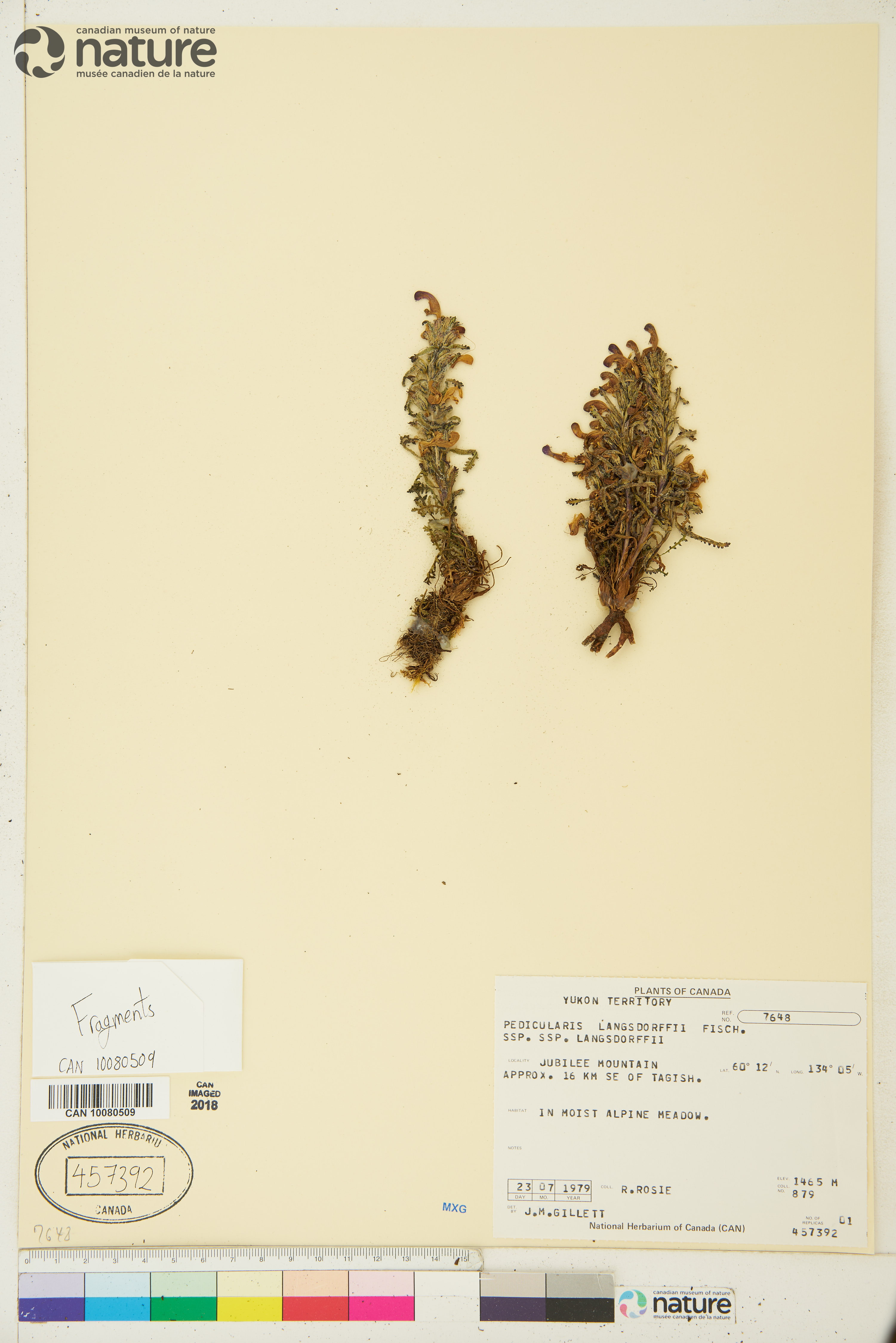 Pedicularis langsdorffii subsp. langsdorffii image