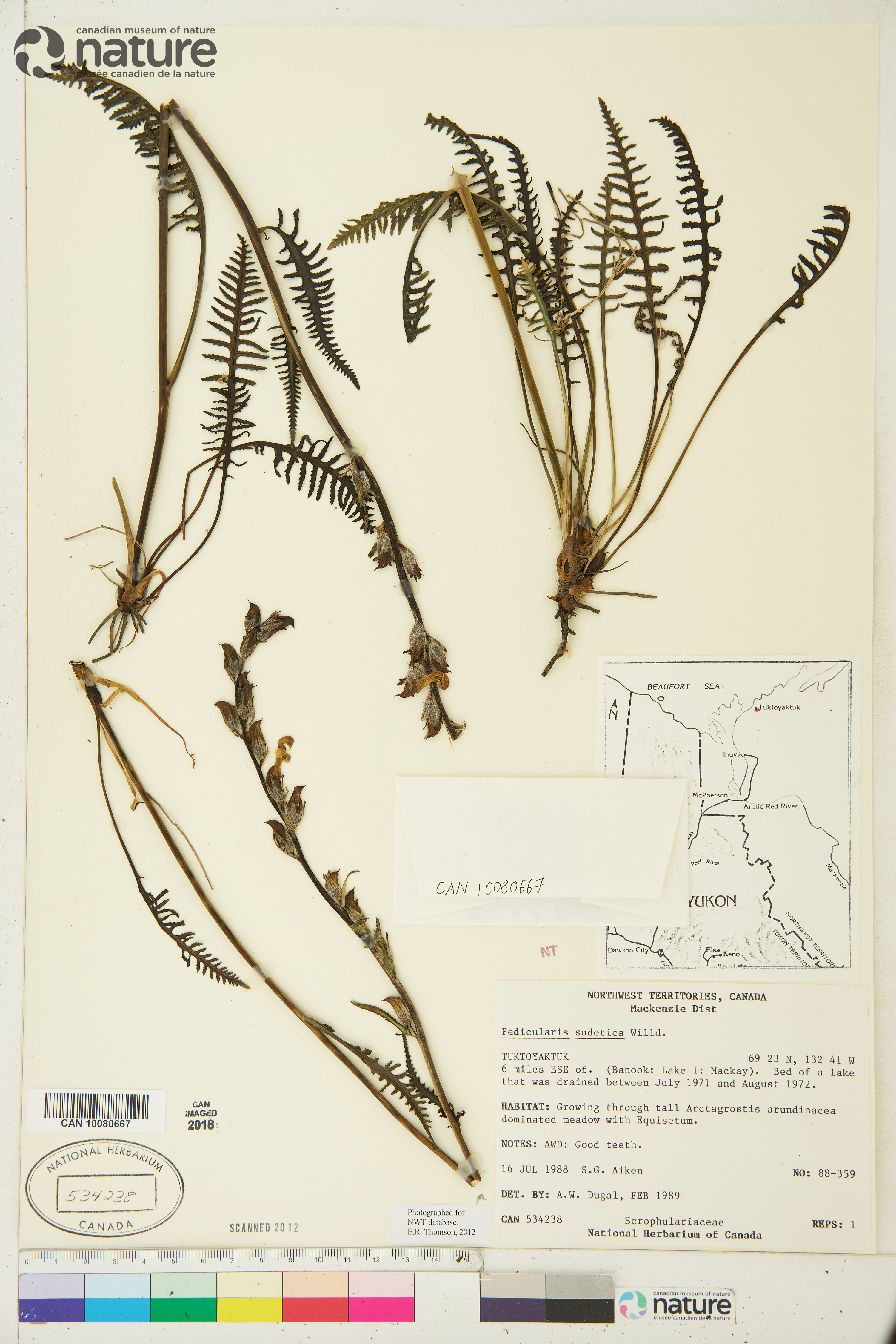 Pedicularis sudetica image